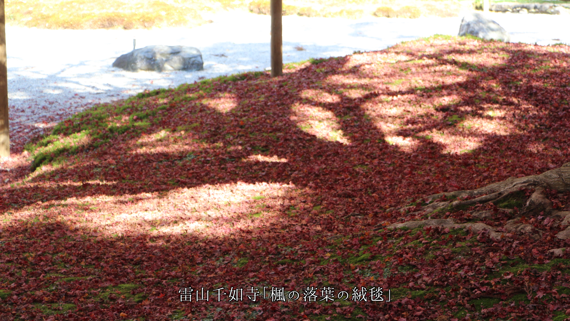 苔、花びら、落花、落葉による色々な絨毯模様 四季に沿って文化も創る