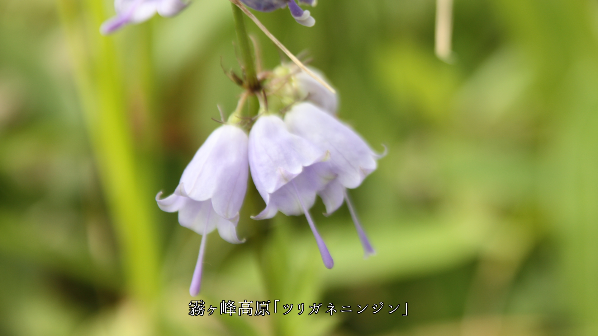 私達の眼と心に 潤いを与えて 各地で野の花たちは 咲き続ける
