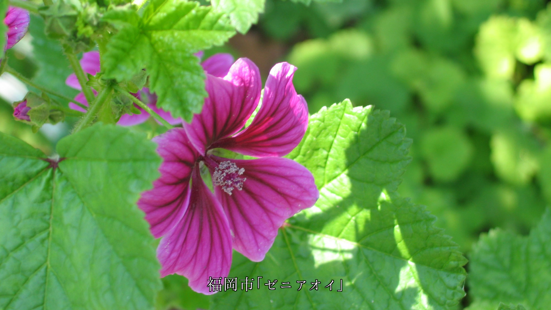 私達の眼と心に 潤いを与えて 各地で野の花たちは 咲き続ける