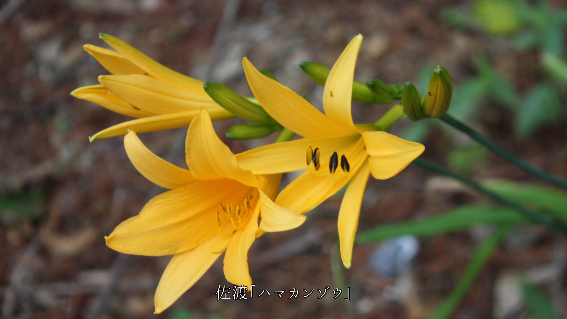 私達の眼と心に 潤いを与えて 各地で野の花たちは 咲き続ける