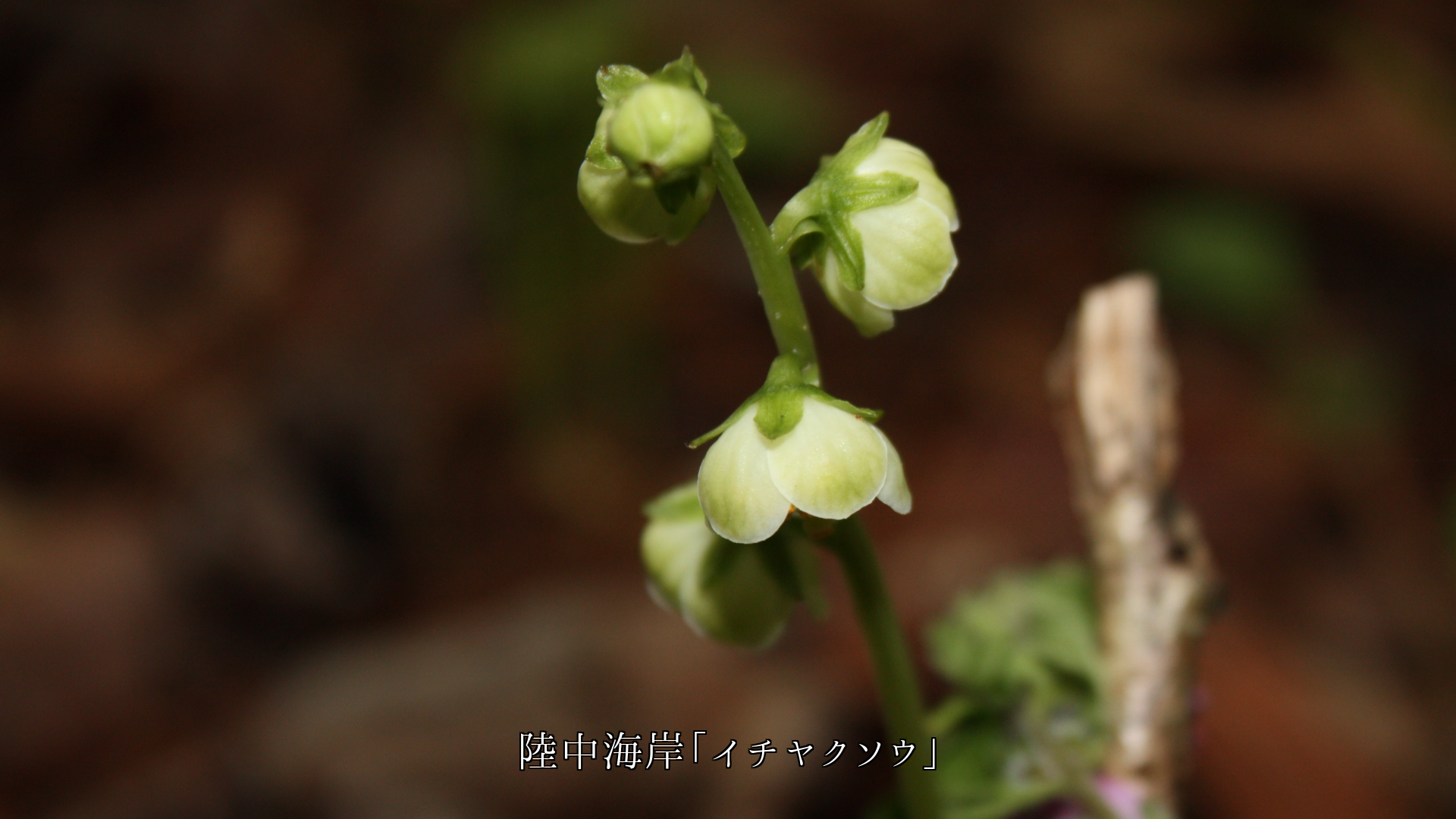 私達の眼と心に 潤いを与えて 各地で野の花たちは 咲き続ける