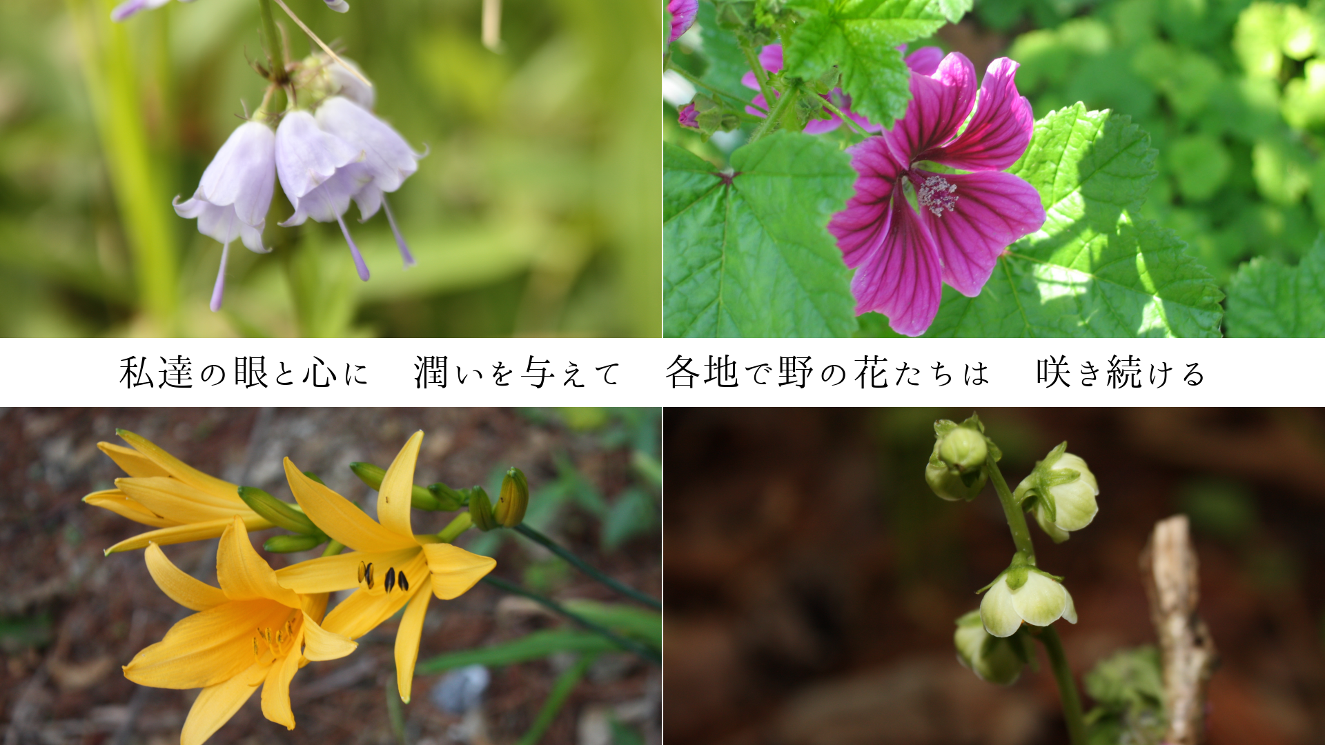 ãδȿˡᤤͿơϤβ֤ϡ餭³