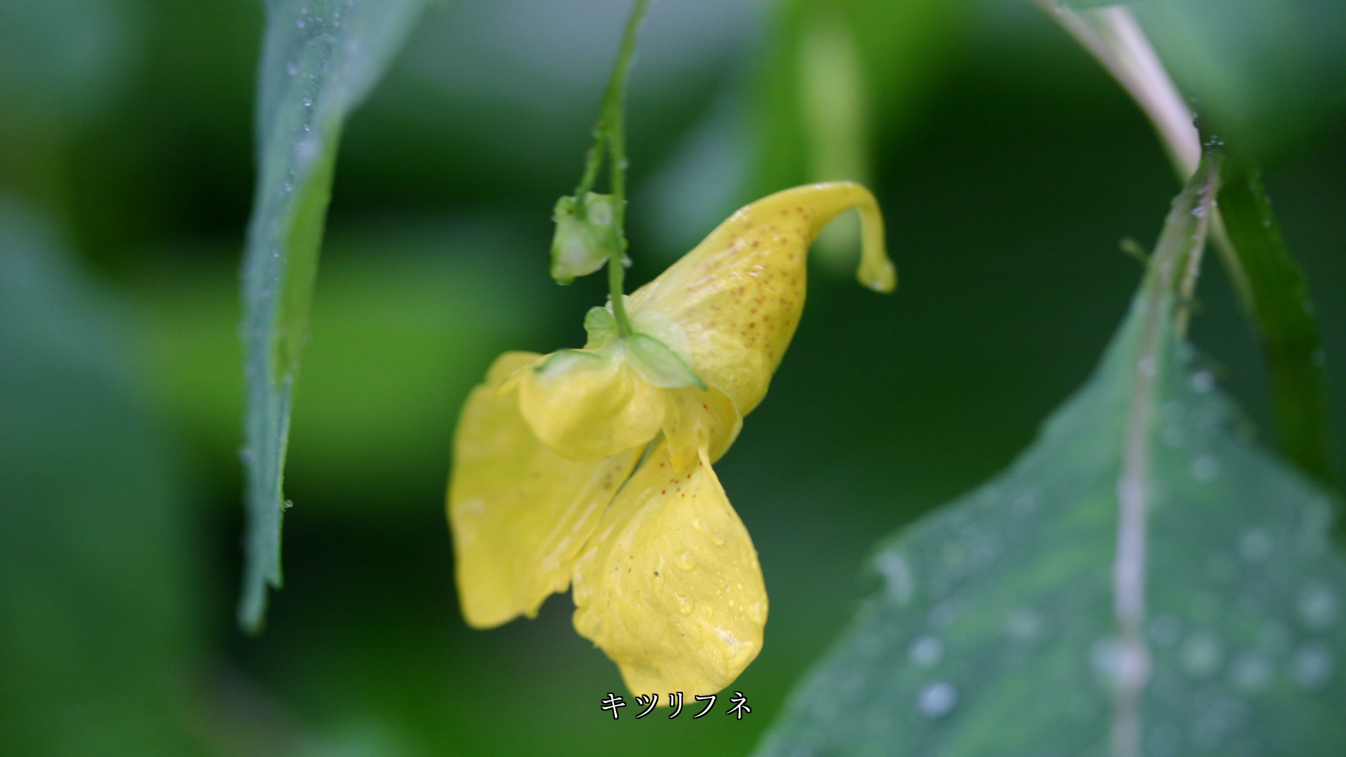 蕾や花を濡らしながら 雨はシトシトと降る 色は鮮やかになる
