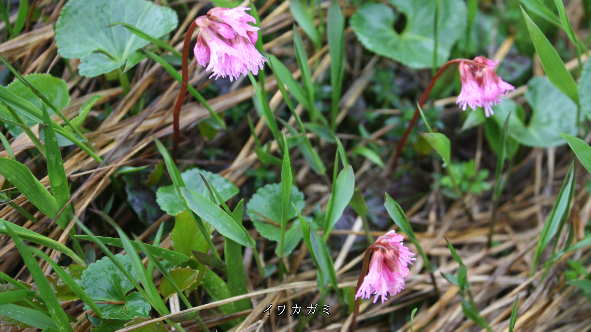 蕾や花を濡らしながら 雨はシトシトと降る 色は鮮やかになる