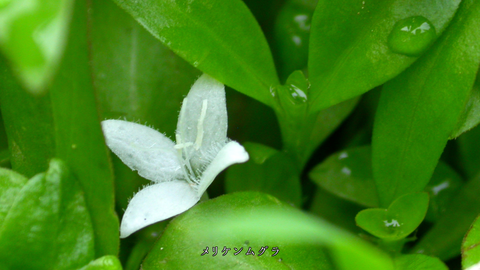 蕾や花を濡らしながら 雨はシトシトと降る 色は鮮やかになる