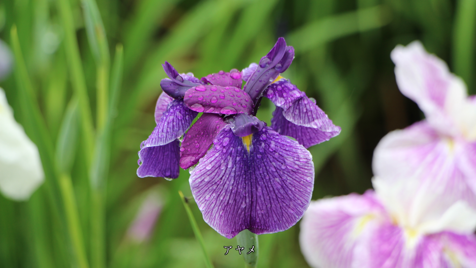 蕾や花を濡らしながら 雨はシトシトと降る 色は鮮やかになる