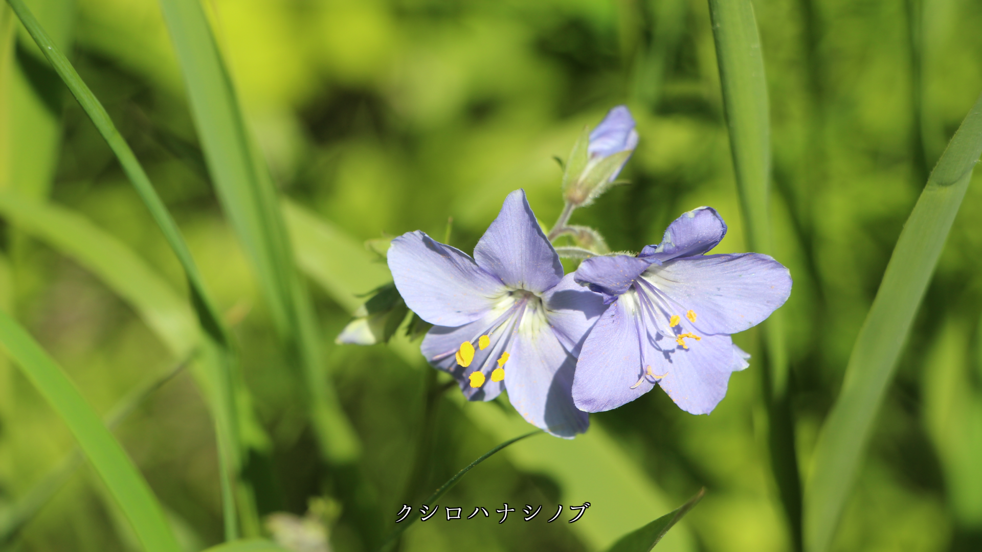 慰めるように そっと咲いている 淡い色の花たち ありがとう