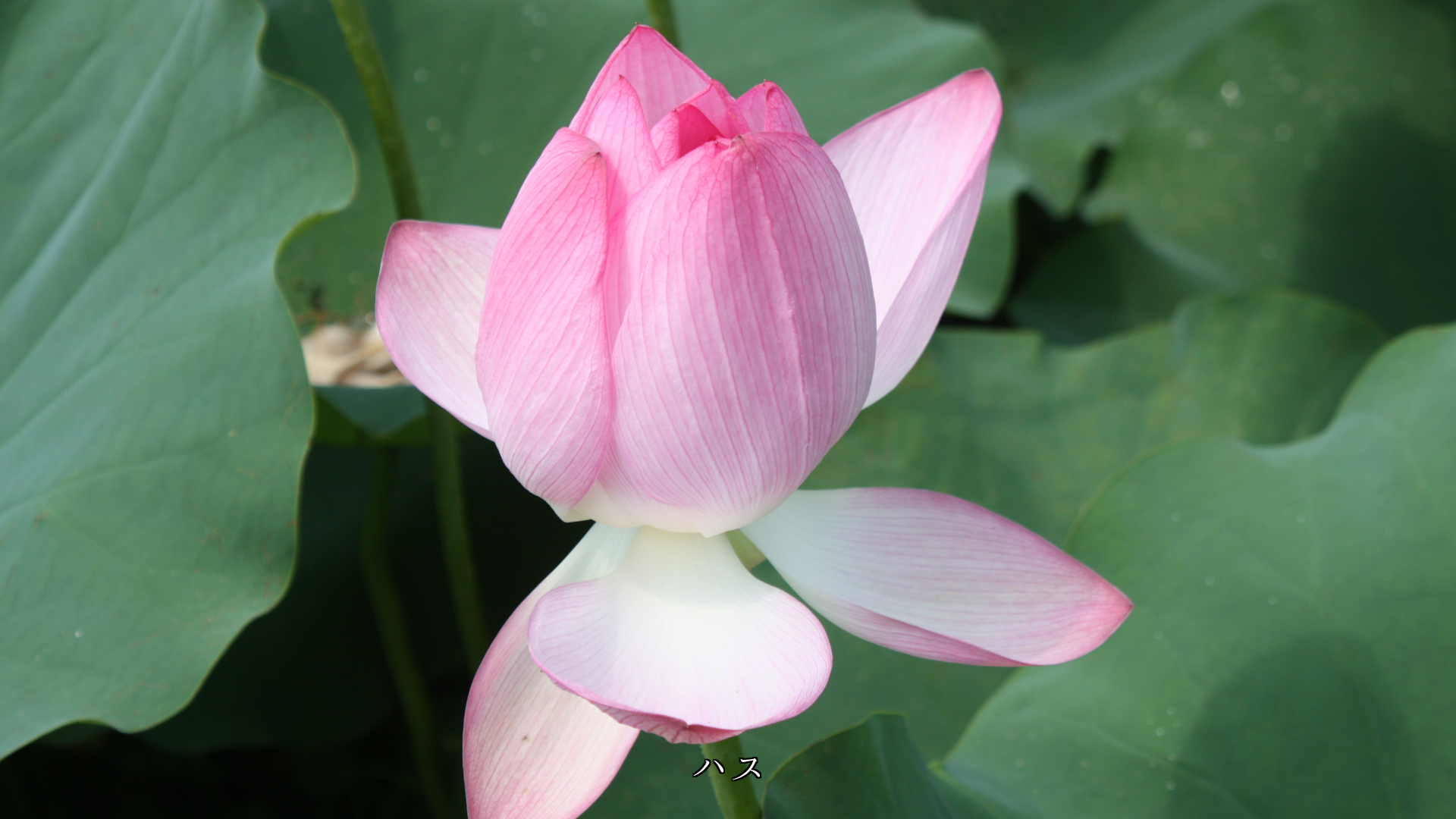 慰めるように そっと咲いている 淡い色の花たち ありがとう