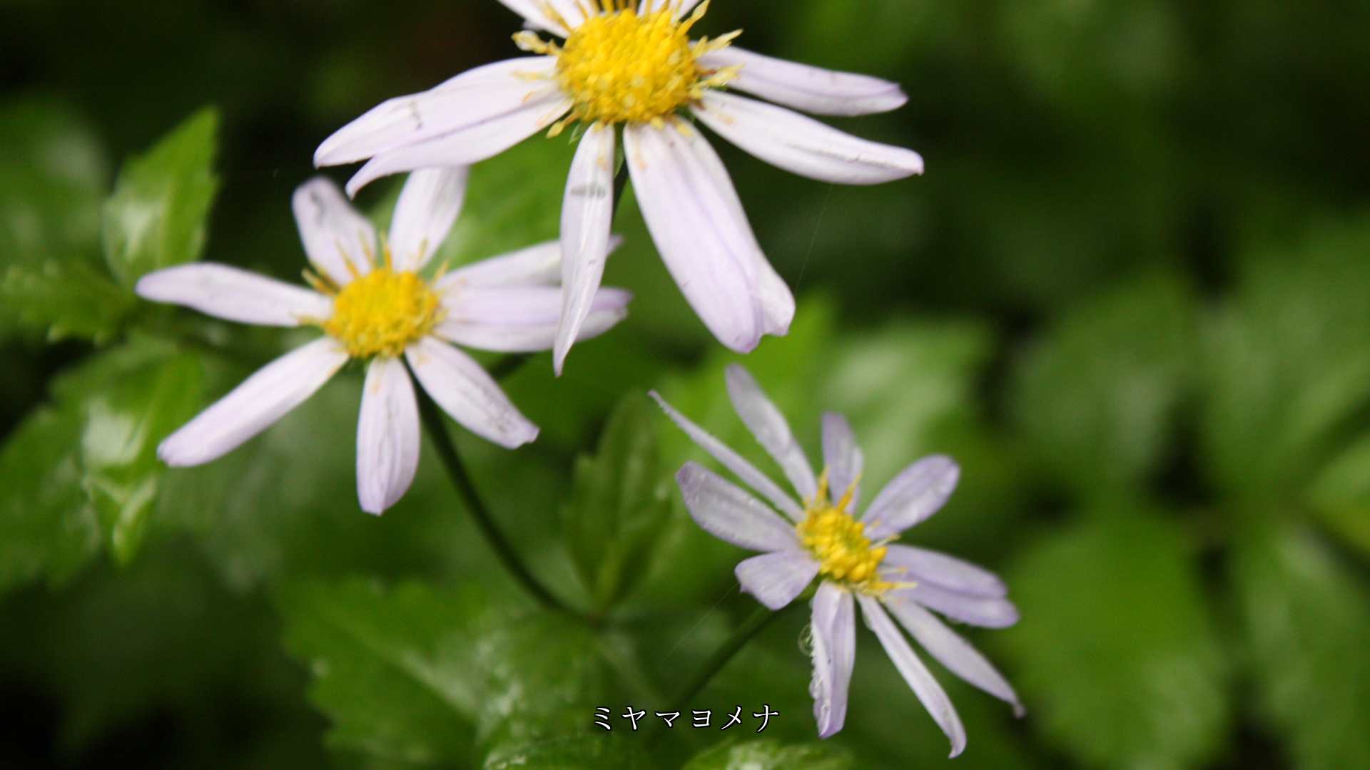 慰めるように そっと咲いている 淡い色の花たち ありがとう