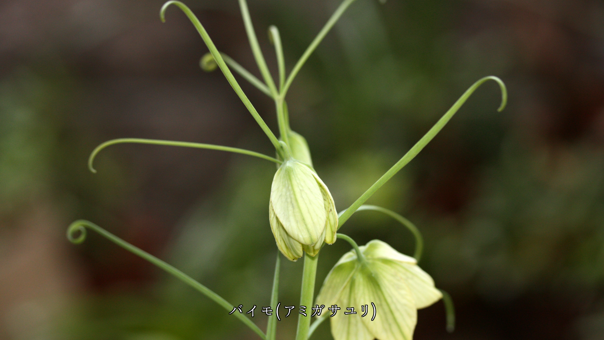 慰めるように そっと咲いている 淡い色の花たち ありがとう