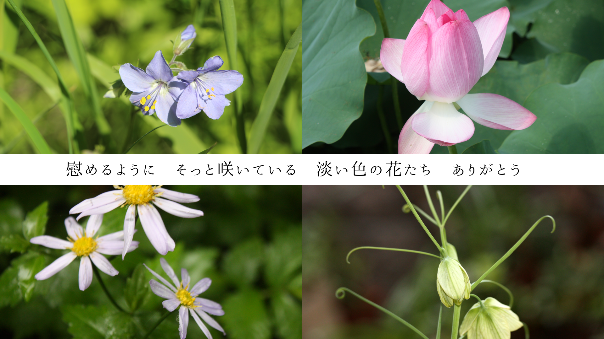 ֤褦ˡäȺ餤Ƥ롡øβ֤꤬Ȥ