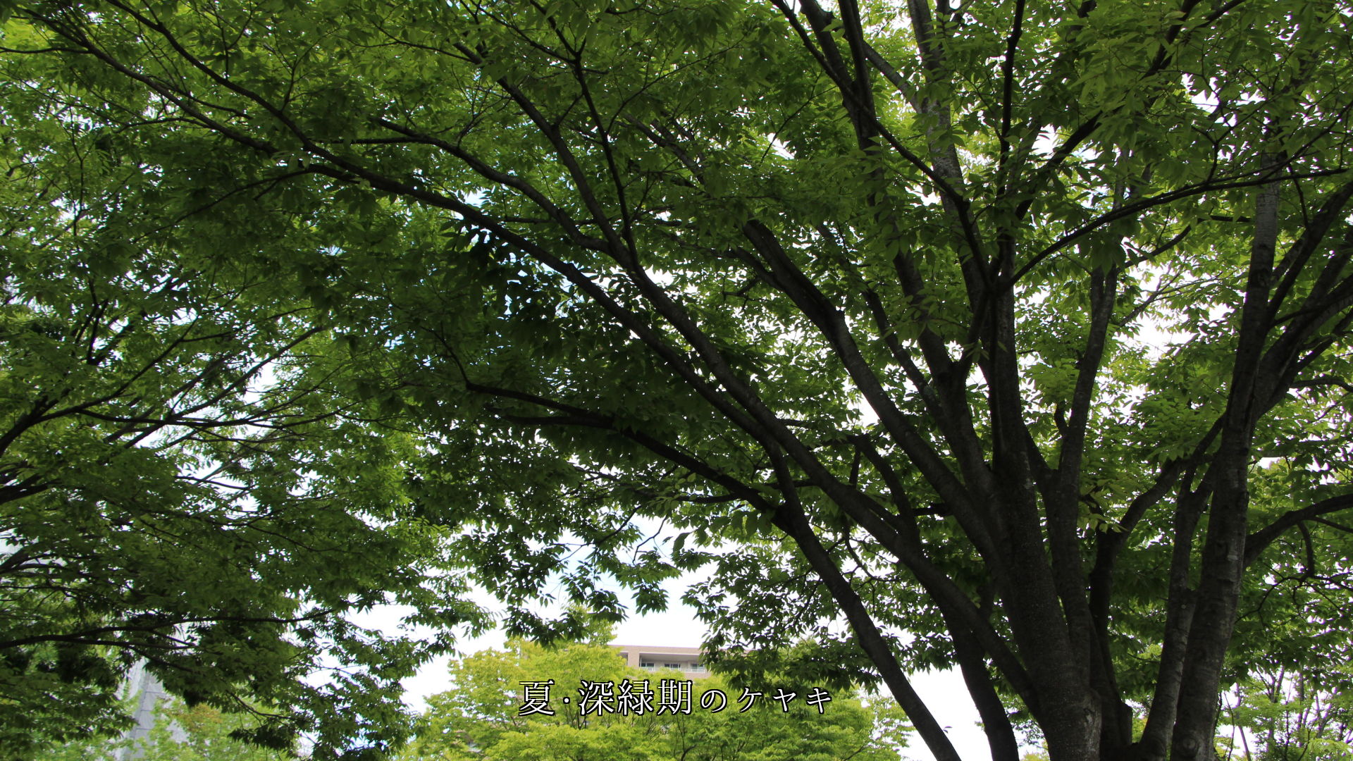 夏の深緑、秋の紅葉、冬の枯葉、そして春の新緑へ 欅の木に四季は巡る