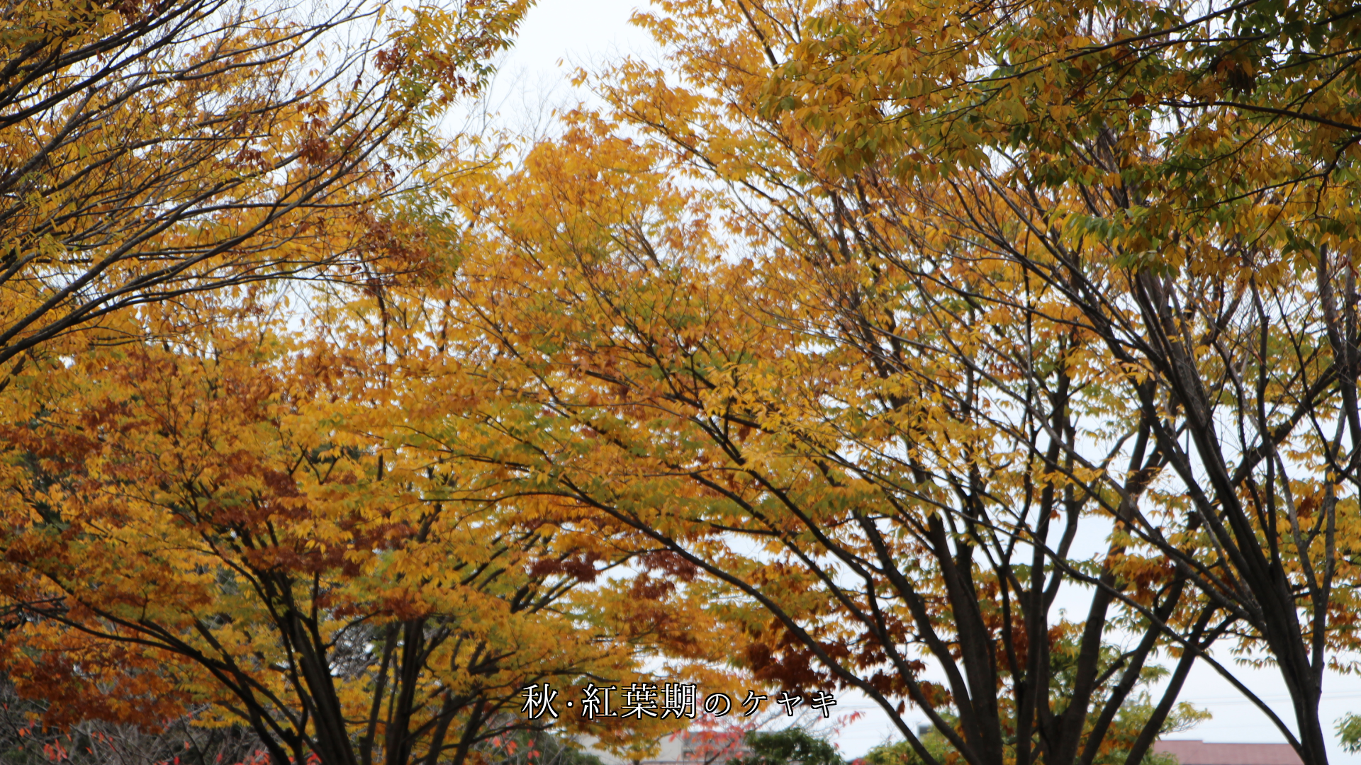 夏の深緑、秋の紅葉、冬の枯葉、そして春の新緑へ 欅の木に四季は巡る