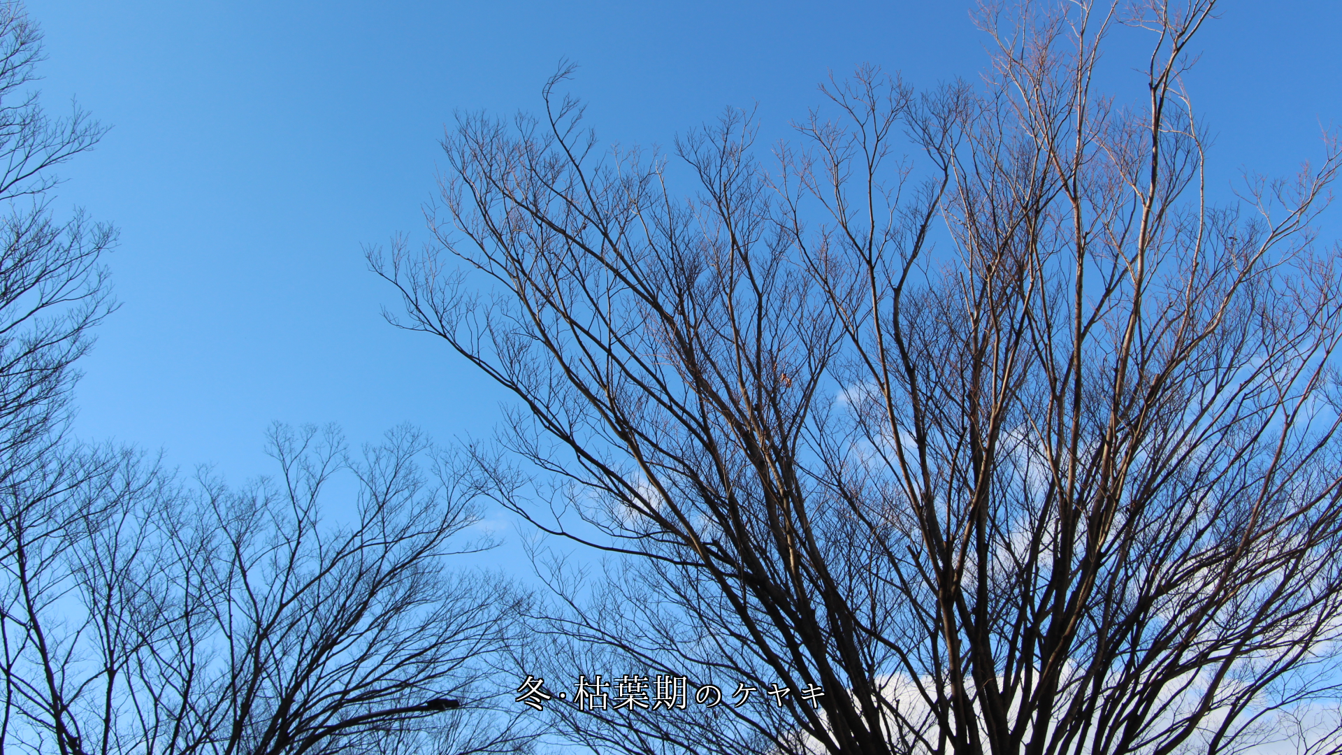 夏の深緑、秋の紅葉、冬の枯葉、そして春の新緑へ 欅の木に四季は巡る