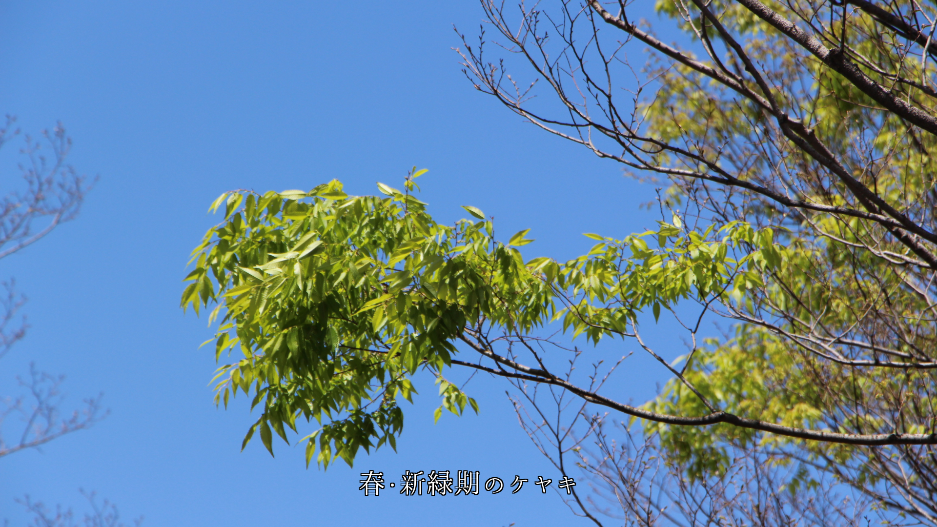 夏の深緑、秋の紅葉、冬の枯葉、そして春の新緑へ 欅の木に四季は巡る