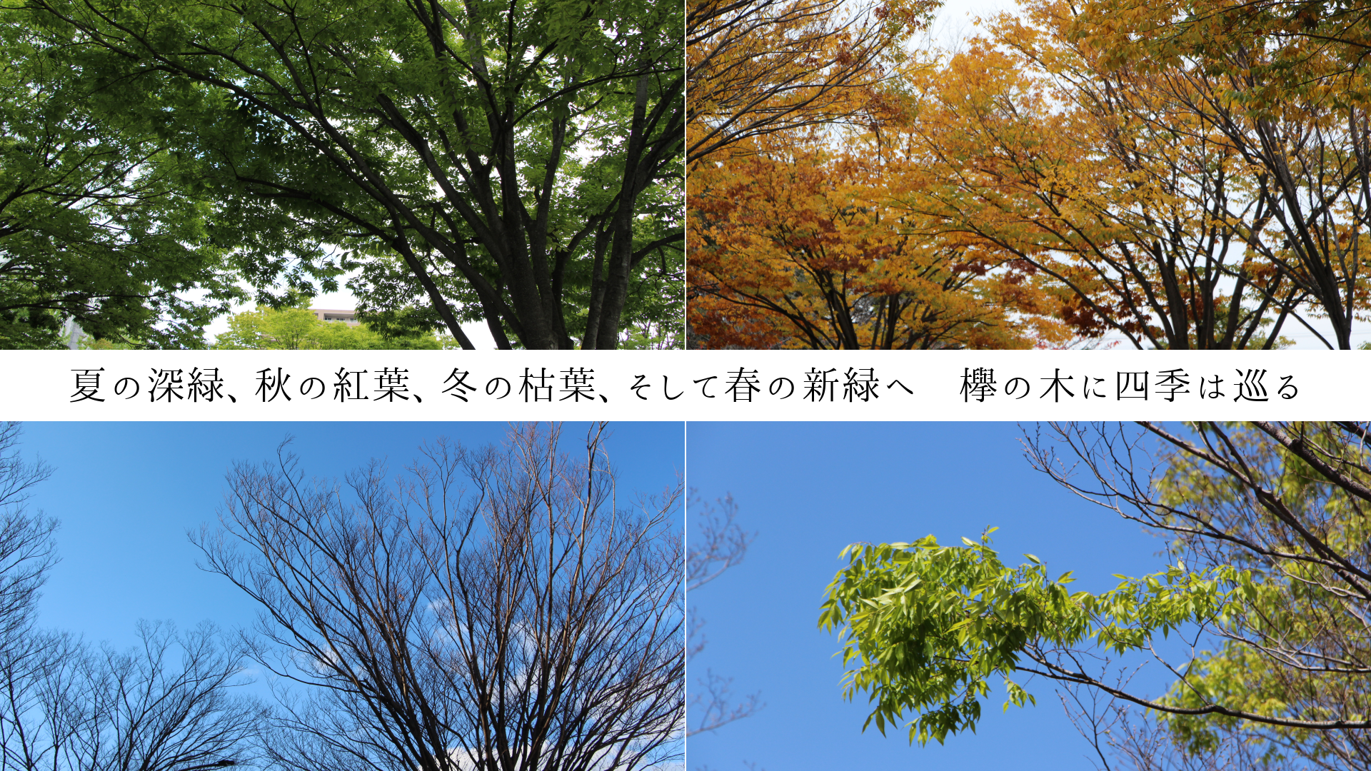 ƤοСιաߤθաƽդοФءݰڤ˻͵Ͻ