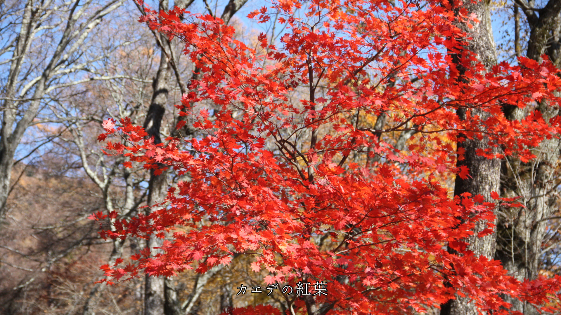 光と風は 花や若葉、紅葉に影をつくり 季節の風情を高める