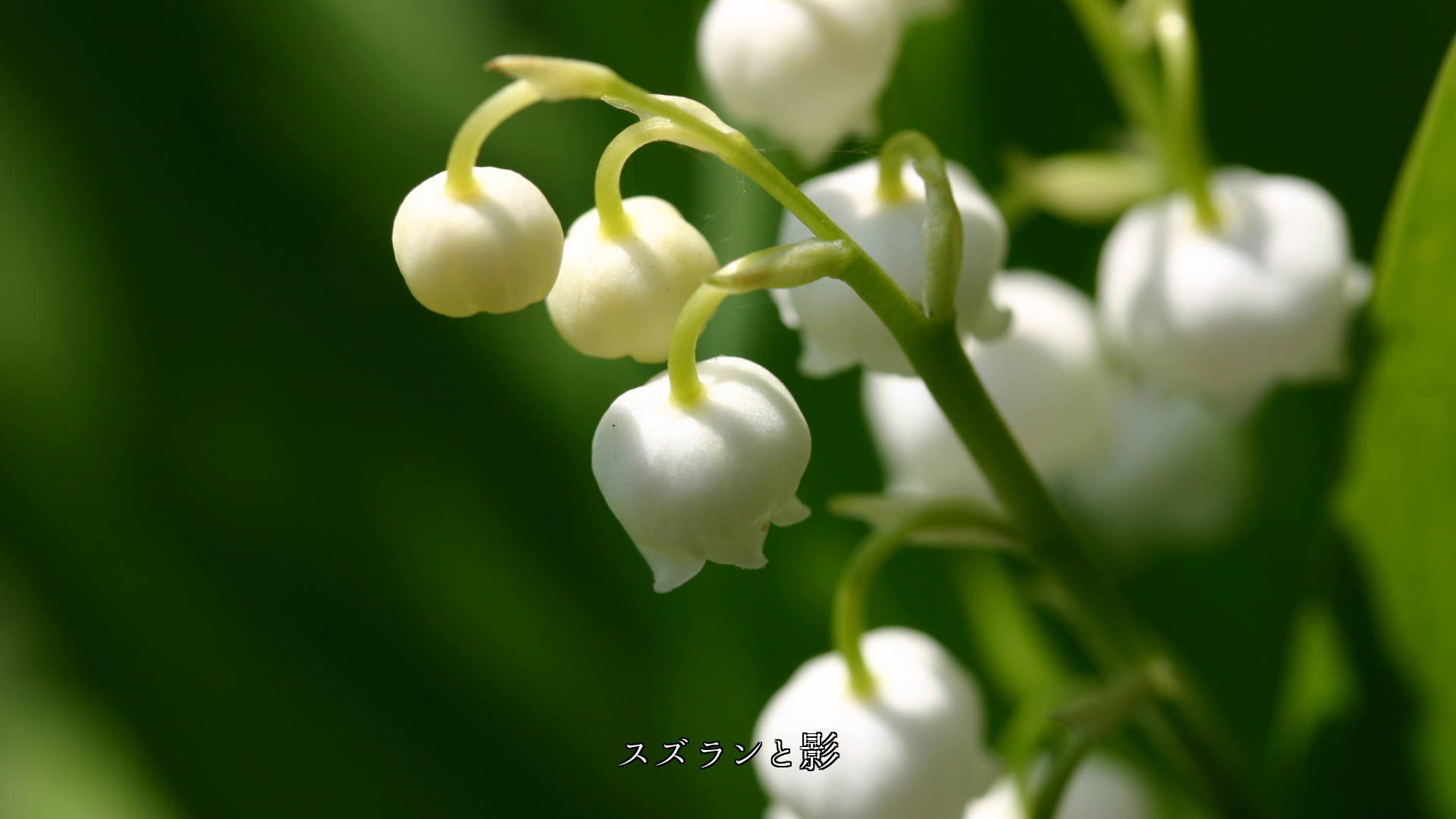 光と風は 花や若葉、紅葉に影をつくり 季節の風情を高める