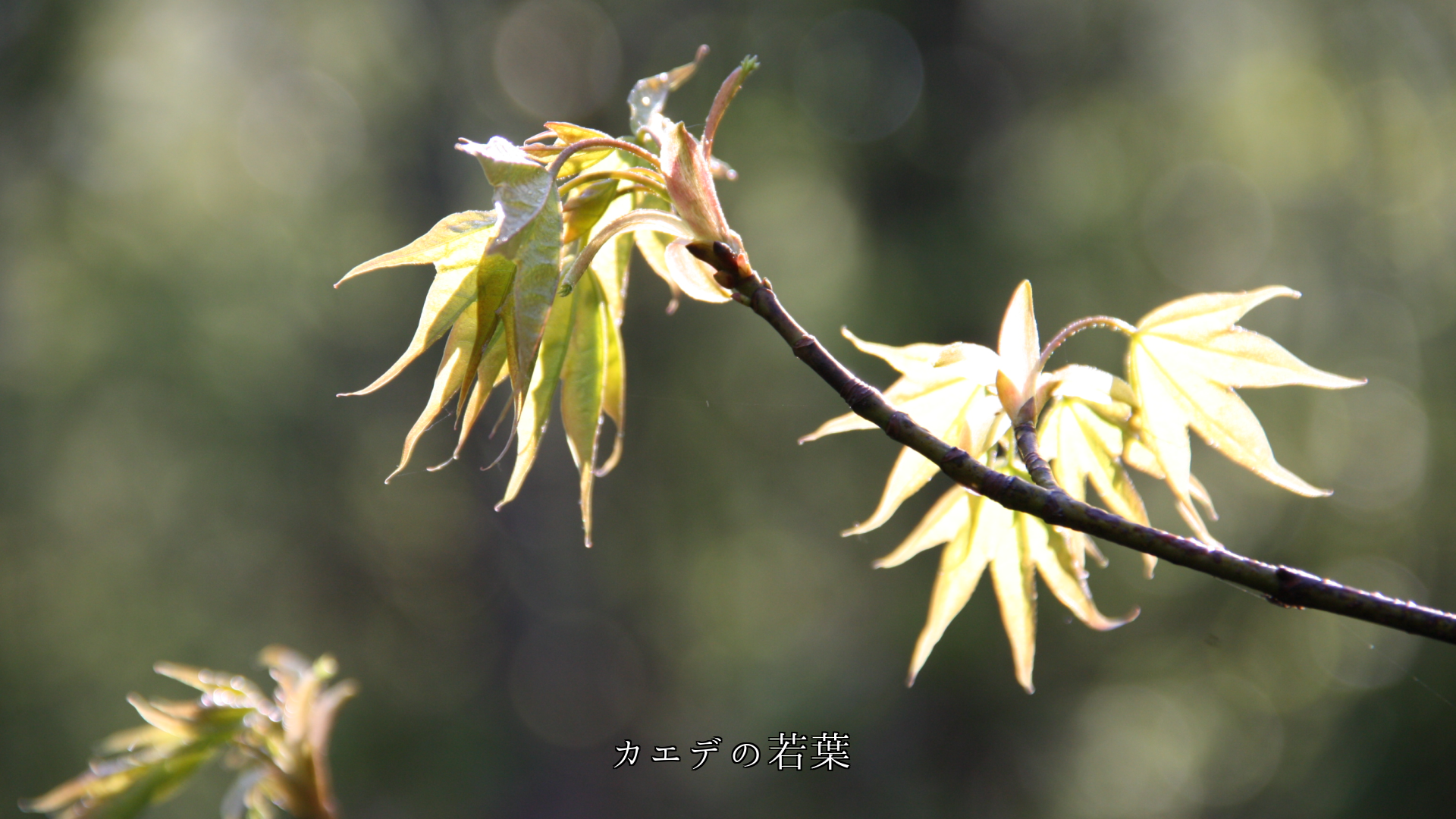 光と風は 花や若葉、紅葉に影をつくり 季節の風情を高める