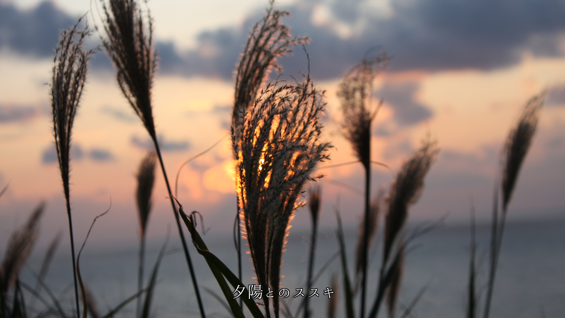 光と風は 花や若葉、紅葉に影をつくり 季節の風情を高める