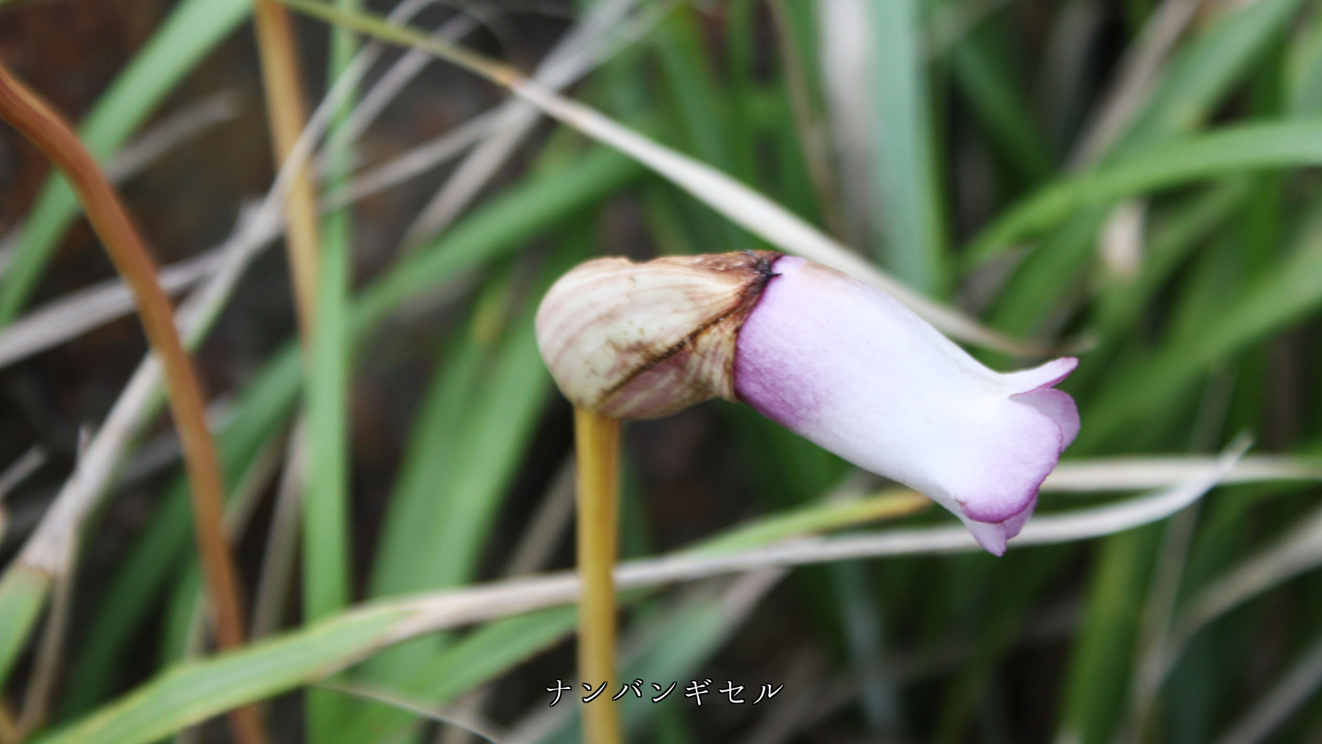 目立たぬように そっと咲いている 野の花とその蕾 奥ゆかしい