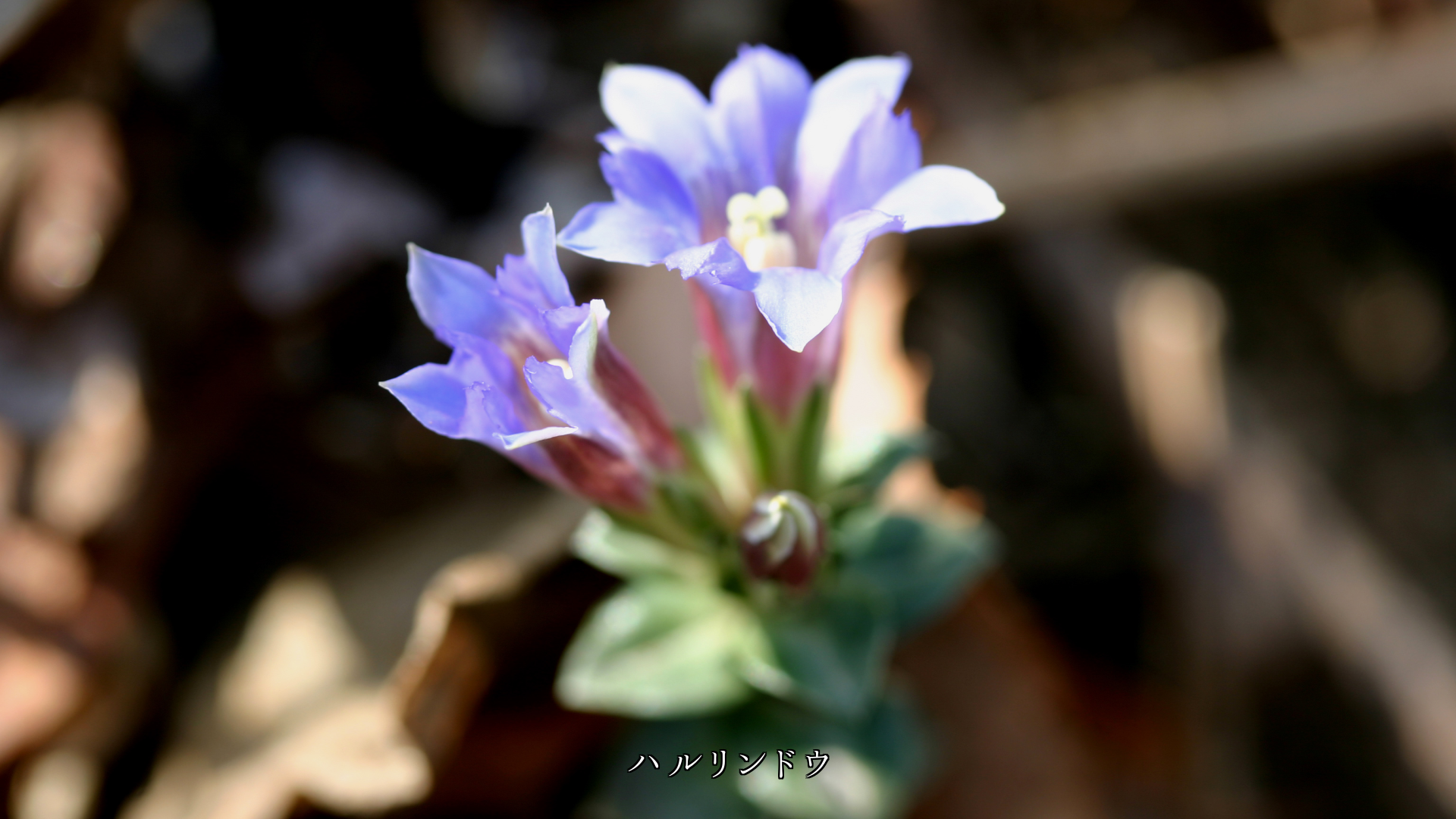 目立たぬように そっと咲いている 野の花とその蕾 奥ゆかしい
