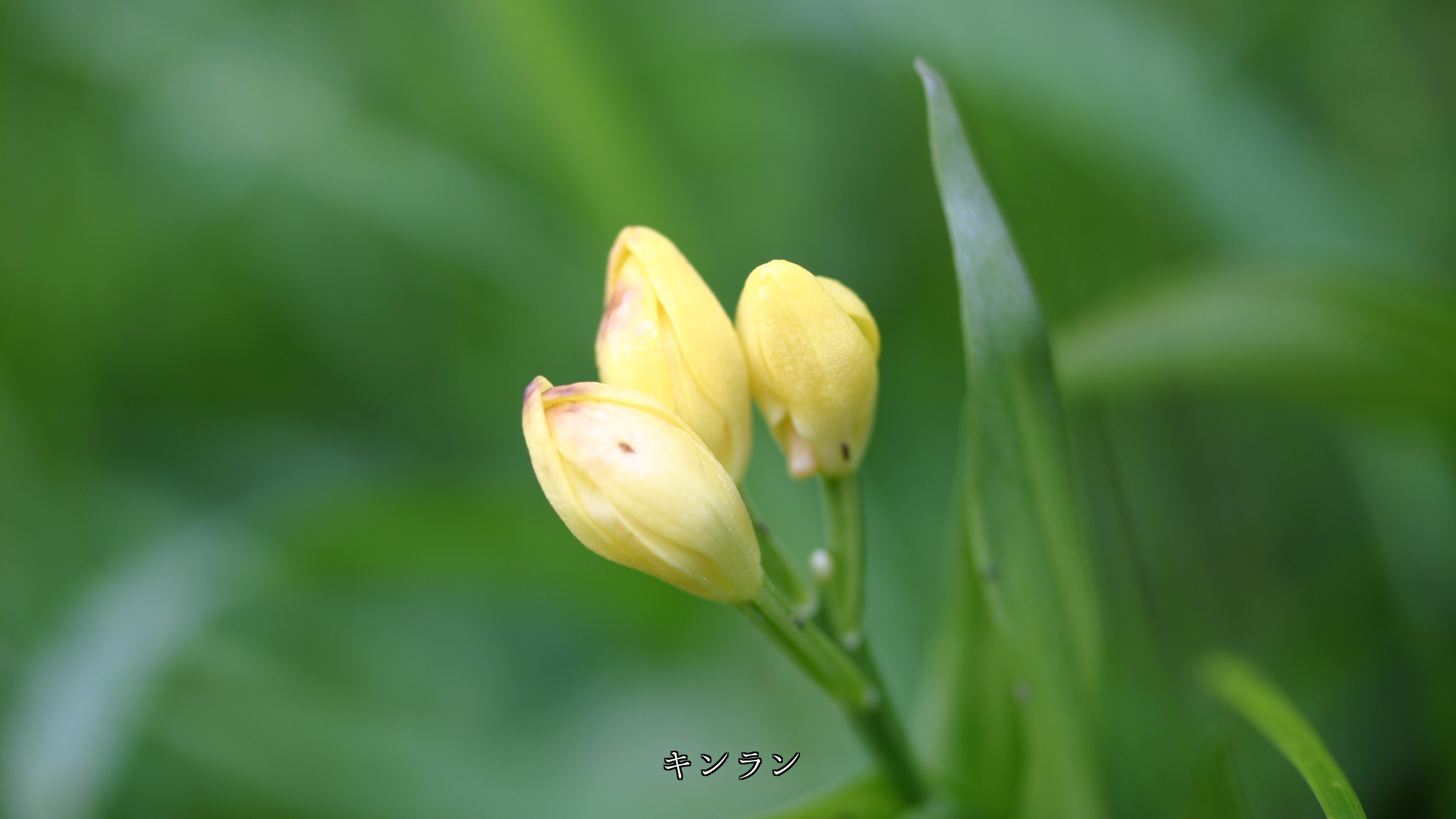 目立たぬように そっと咲いている 野の花とその蕾 奥ゆかしい