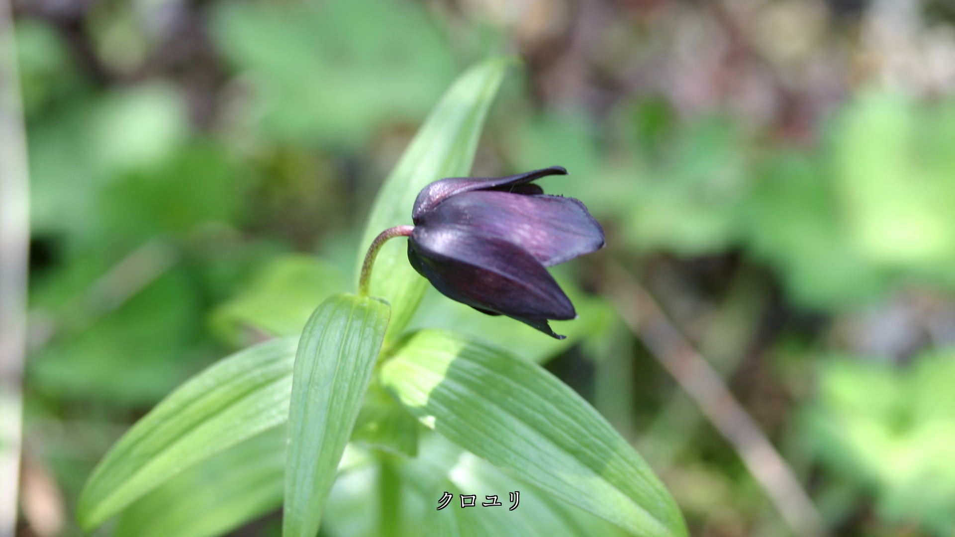 目立たぬように そっと咲いている 野の花とその蕾 奥ゆかしい