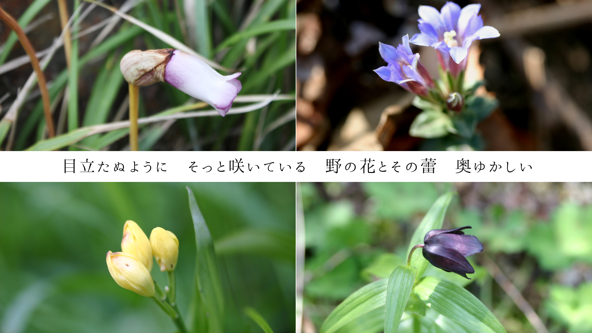 Ω̤褦ˡäȺ餤Ƥ롡β֤Ȥ鲡椫