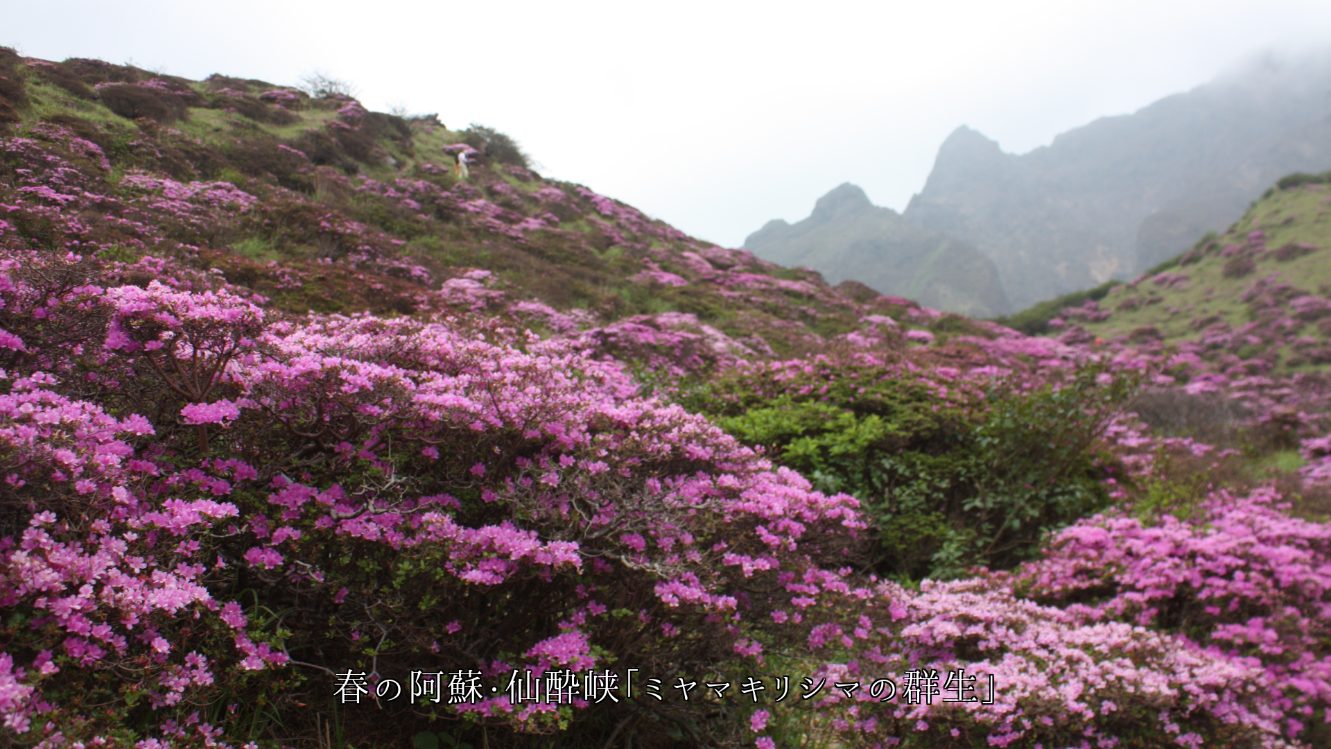 阿蘇の山は 緑の草原 昇る噴煙 白い雪原 一面の花で 人を魅了する