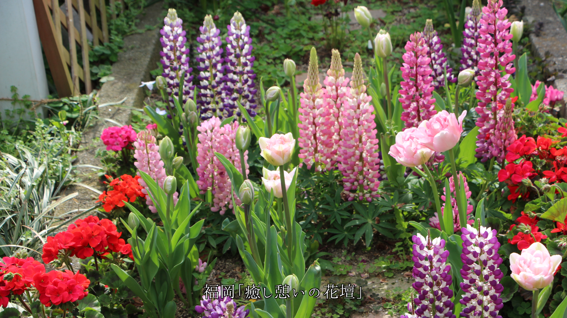 温かい色の花たちは 小さな悲しみを 忘れさせてくれる 希望をくれる