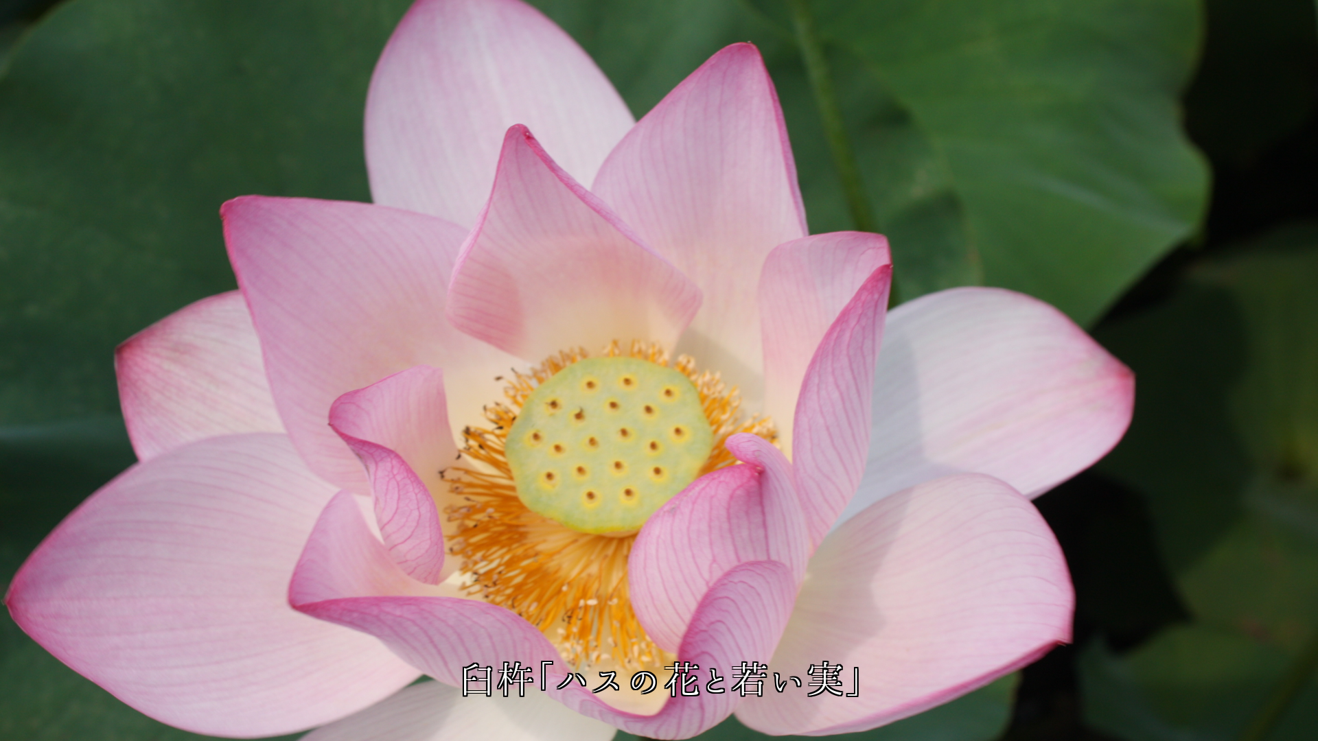 温かい色の花たちは 小さな悲しみを 忘れさせてくれる 希望をくれる