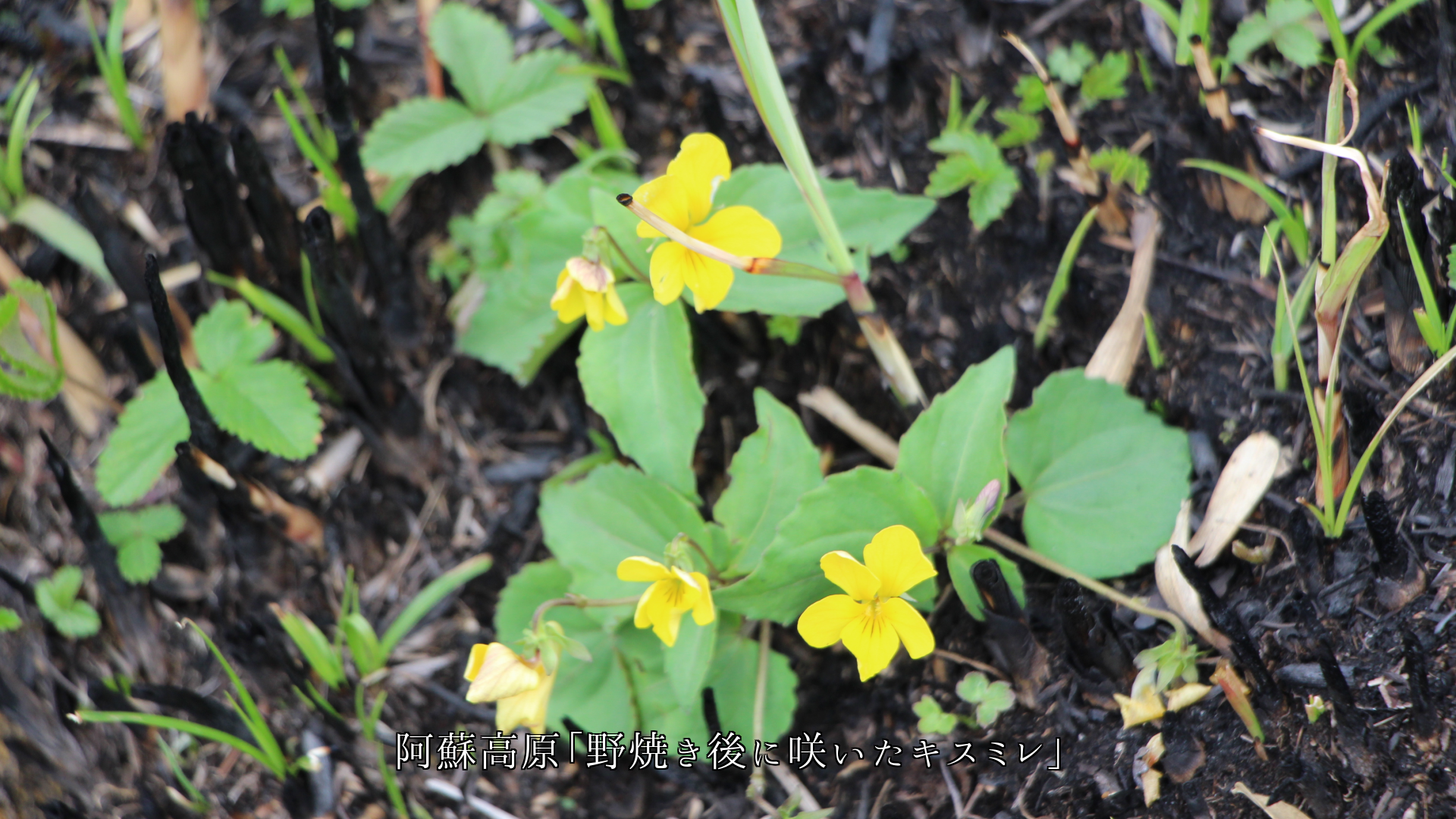 温かい色の花たちは 小さな悲しみを 忘れさせてくれる 希望をくれる