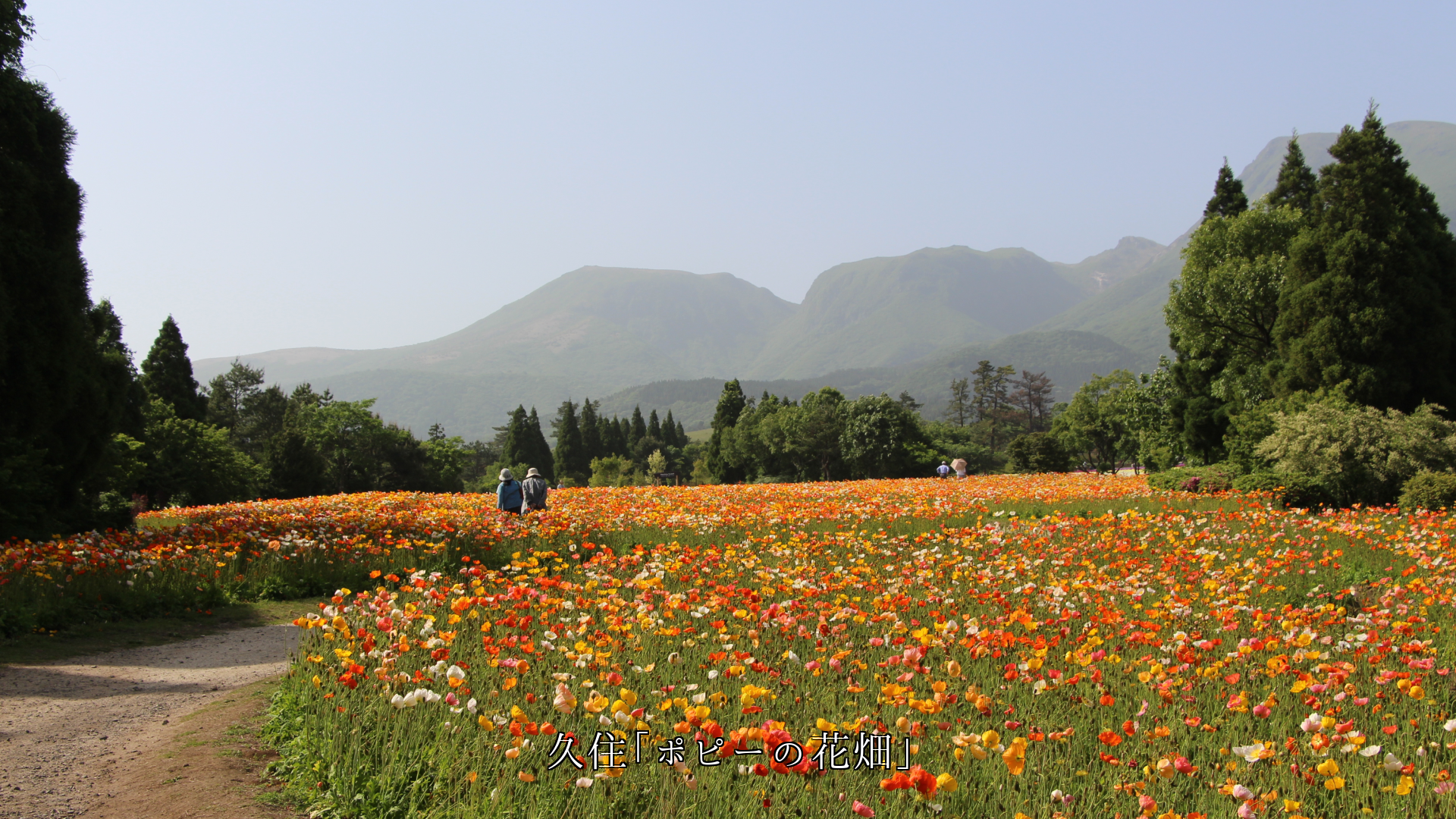 温かい色の花たちは 小さな悲しみを 忘れさせてくれる 希望をくれる