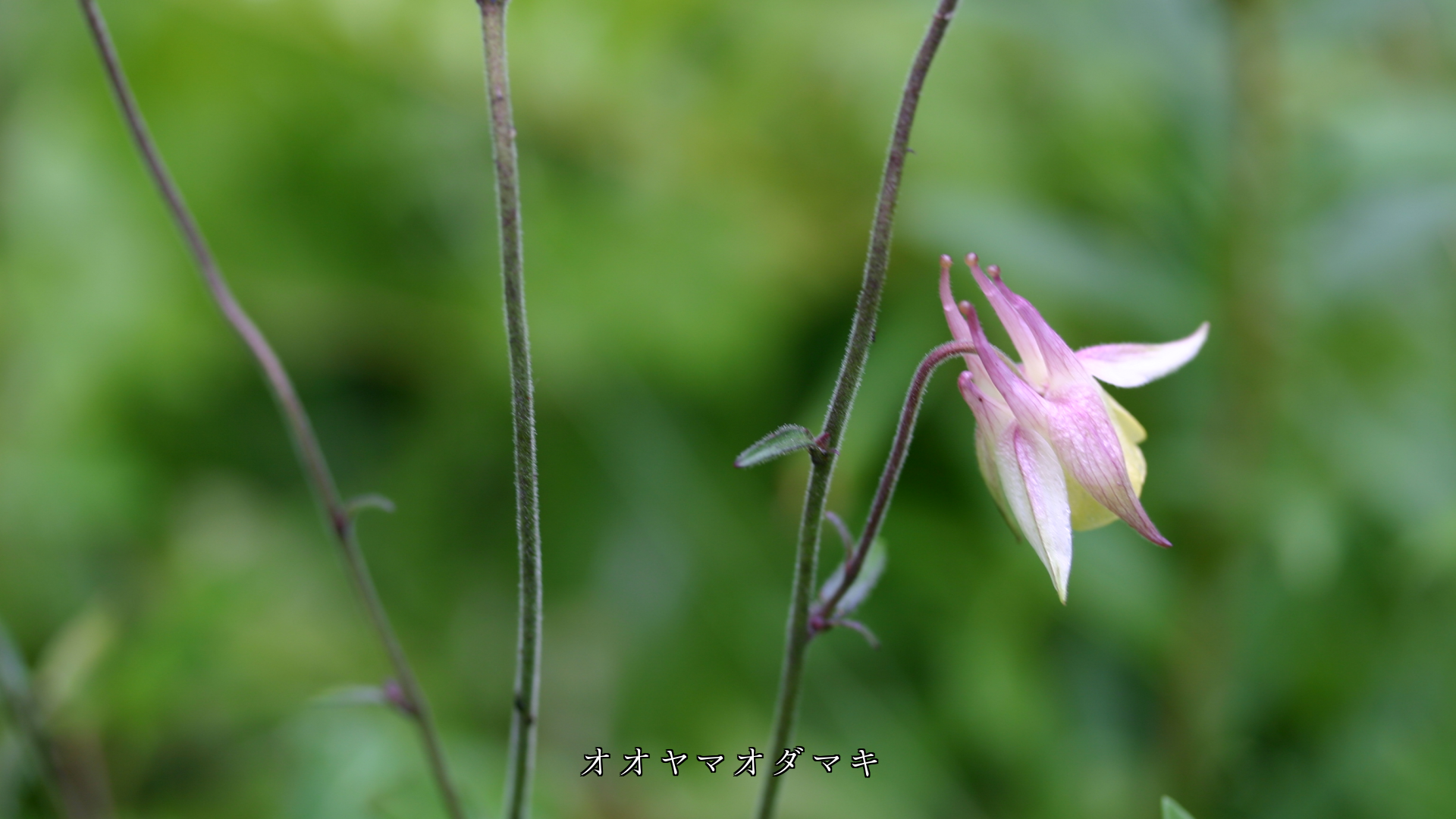 風に揺れながら 控えめに咲く 可憐な花たち いつまでも健やかに