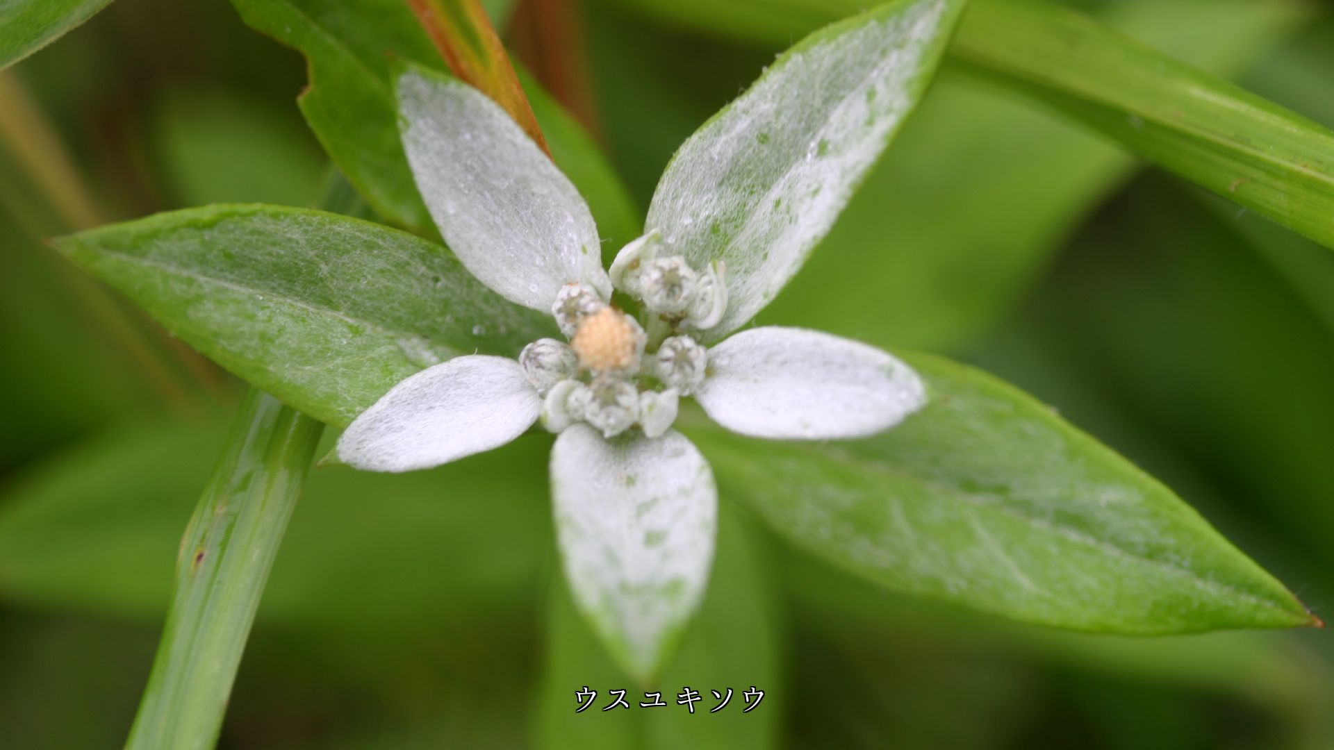 風に揺れながら 控えめに咲く 可憐な花たち いつまでも健やかに