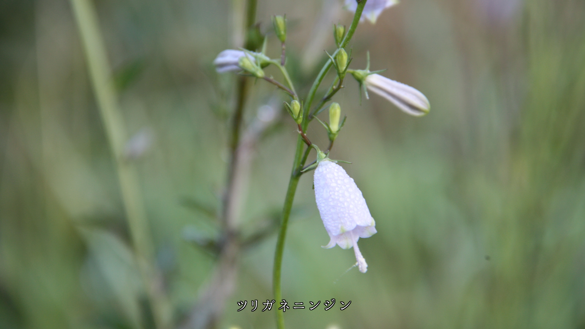 風に揺れながら 控えめに咲く 可憐な花たち いつまでも健やかに