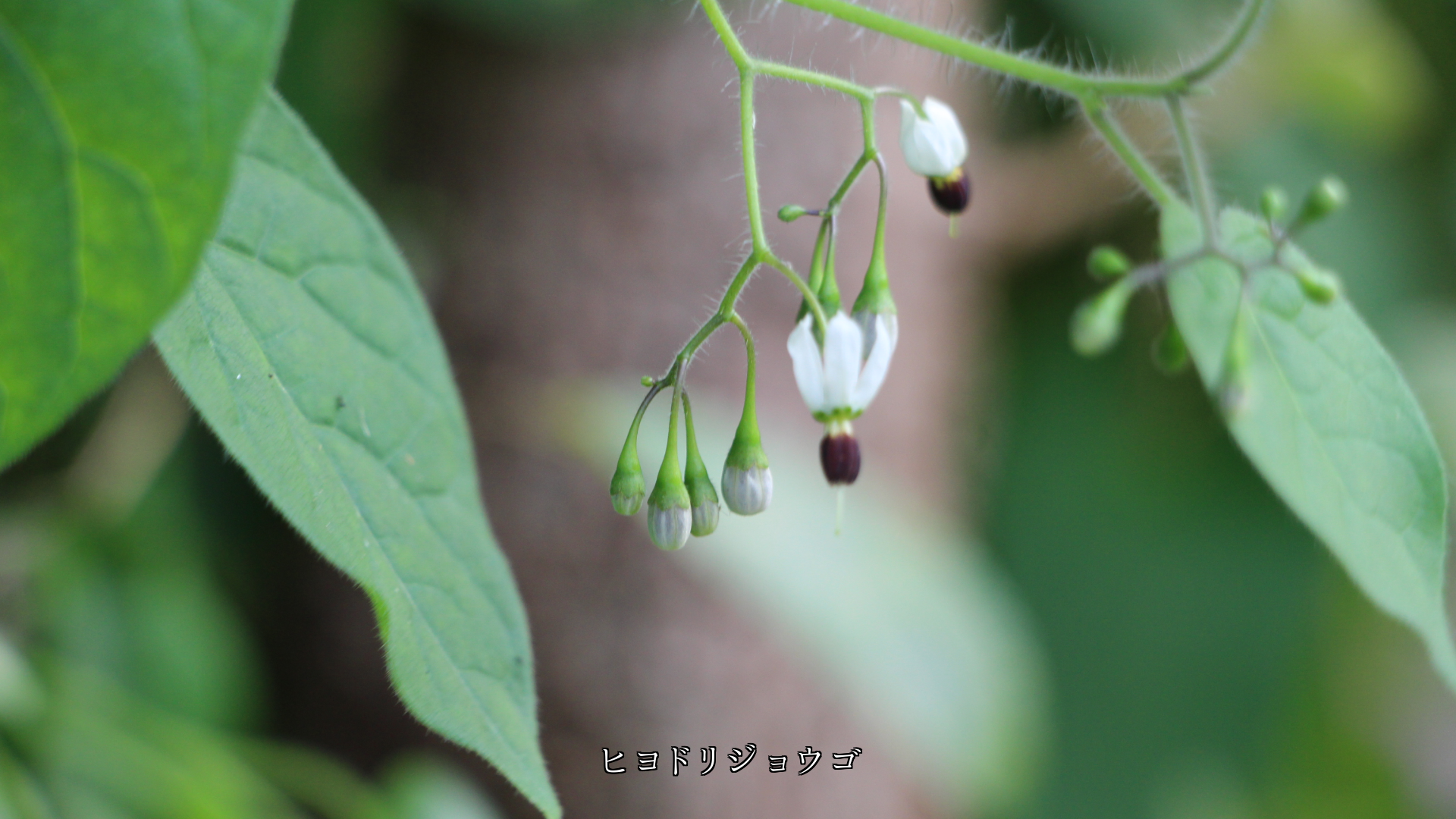 風に揺れながら 控えめに咲く 可憐な花たち いつまでも健やかに