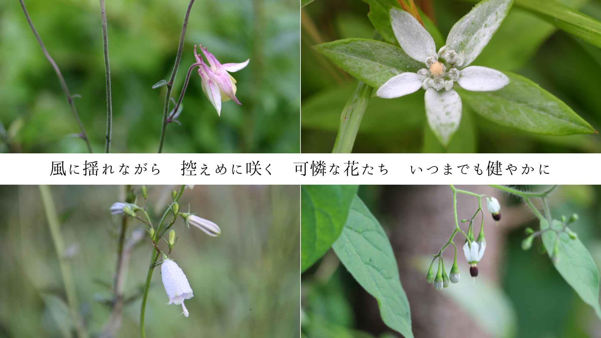 �����ɤ�ʤ��顡������˺餯�������ʲ֤��������ĤޤǤ��䤫��