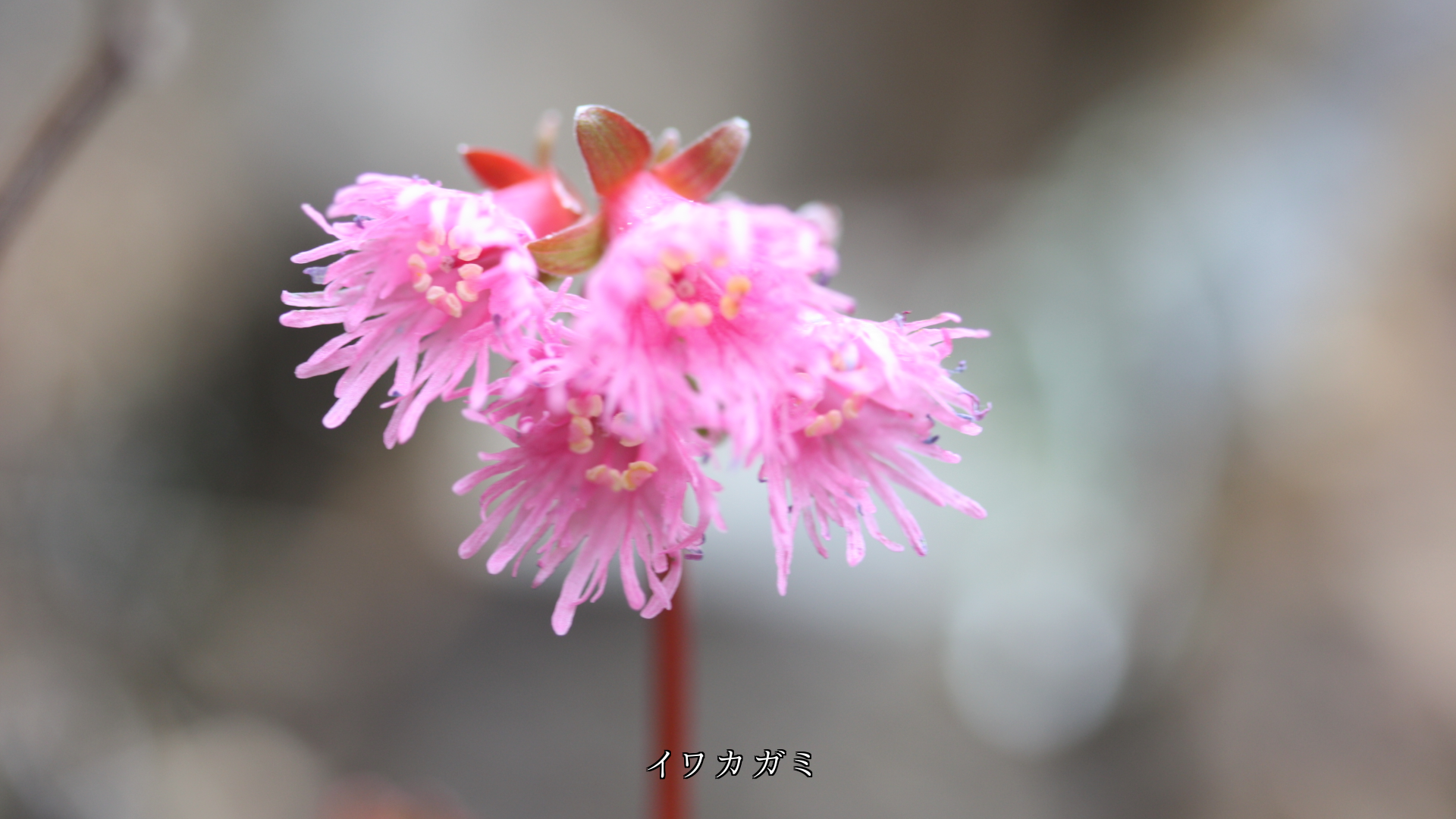 可憐な植物たち 黙っているが 心に咲き 心に実る ありがとう