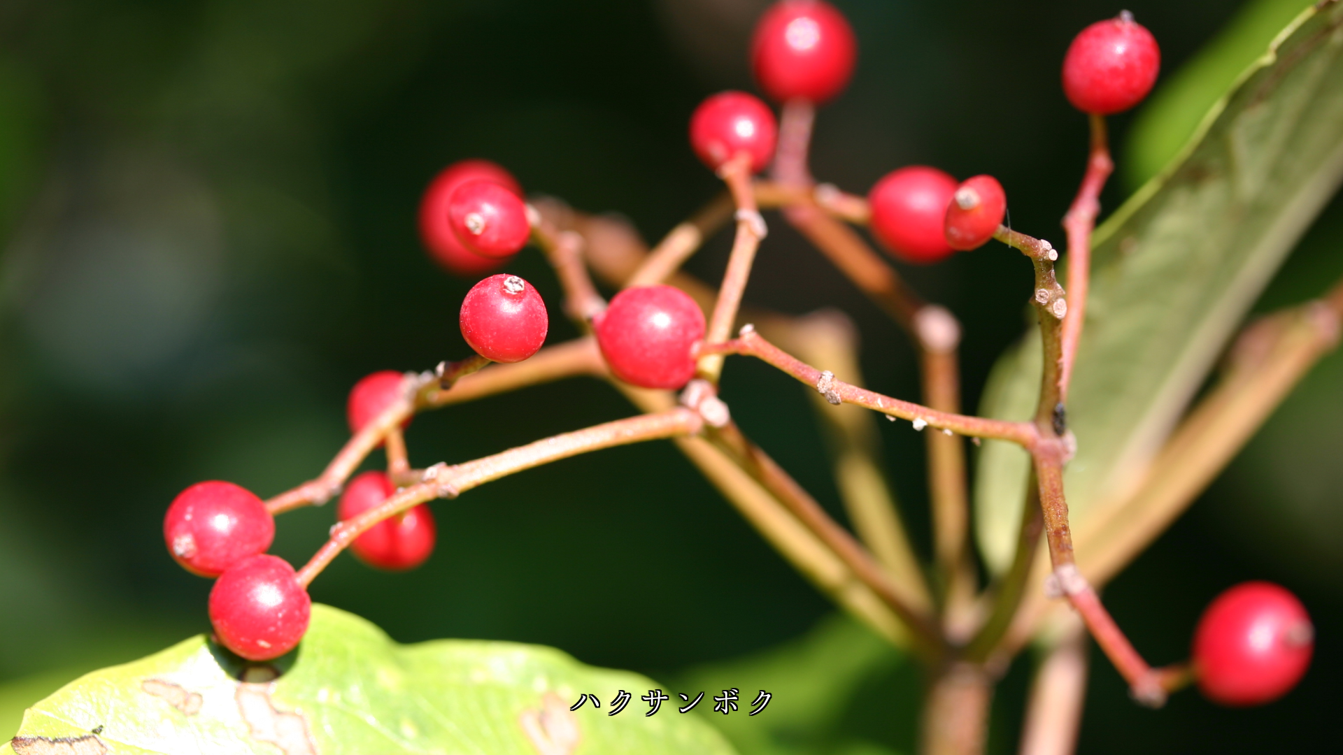 可憐な植物たち 黙っているが 心に咲き 心に実る ありがとう