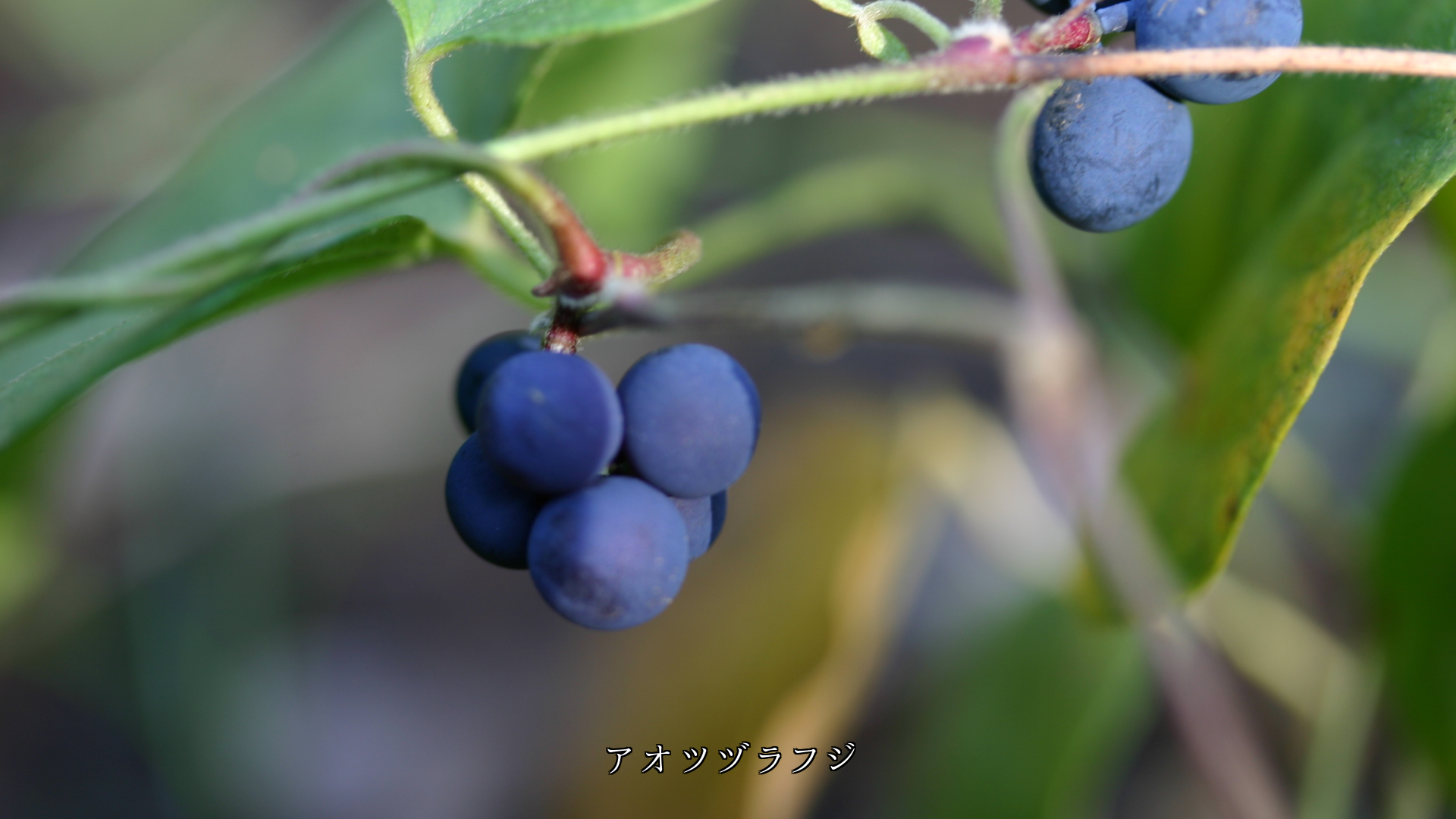可憐な植物たち 黙っているが 心に咲き 心に実る ありがとう