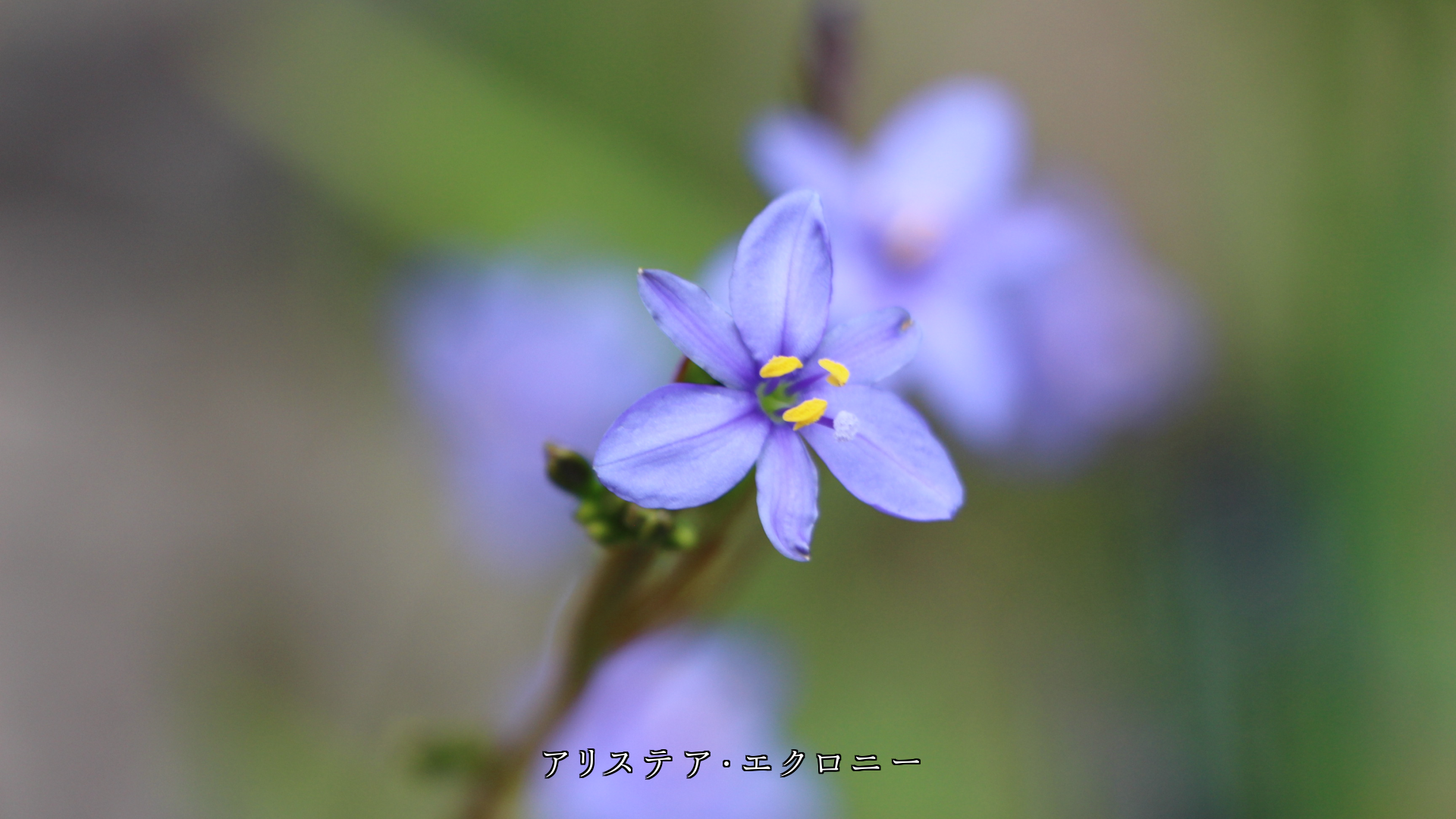 可憐な植物たち 黙っているが 心に咲き 心に実る ありがとう