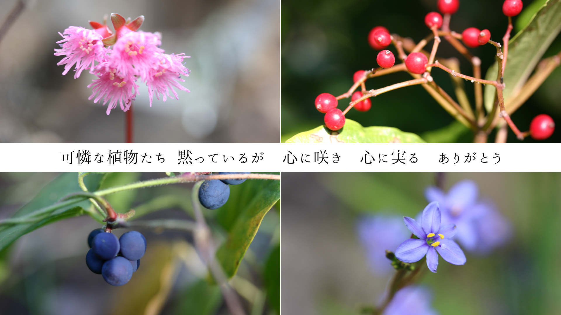 ʿʪ  ۤäƤ뤬˺餭˼¤롡꤬Ȥ