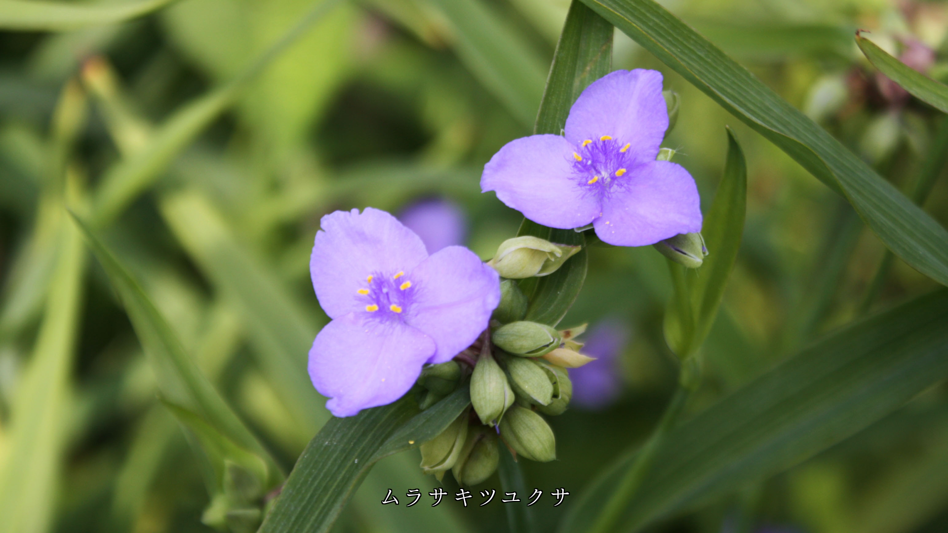 3枚、4枚、5枚、6枚の花弁を持つ花 360度を割り切れる調和の自然美
