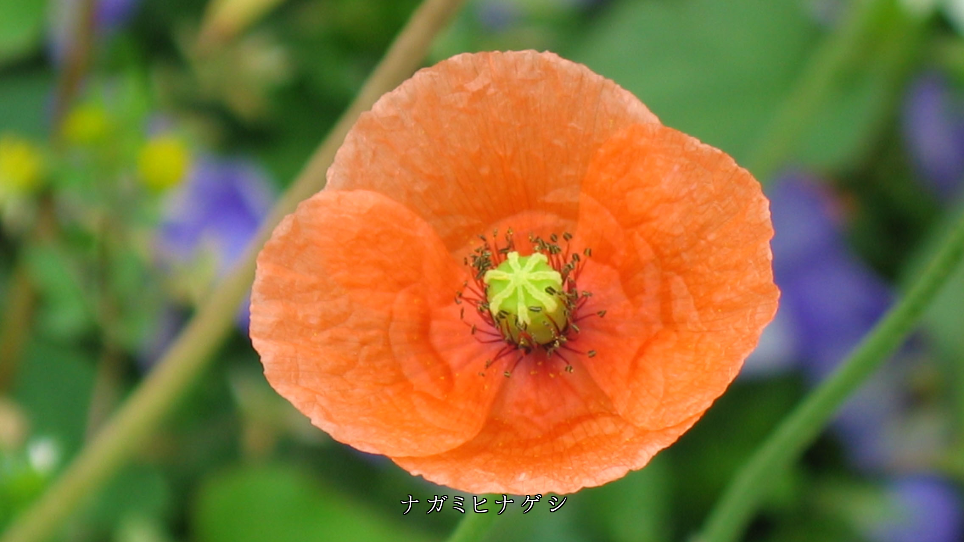 3枚、4枚、5枚、6枚の花弁を持つ花 360度を割り切れる調和の自然美