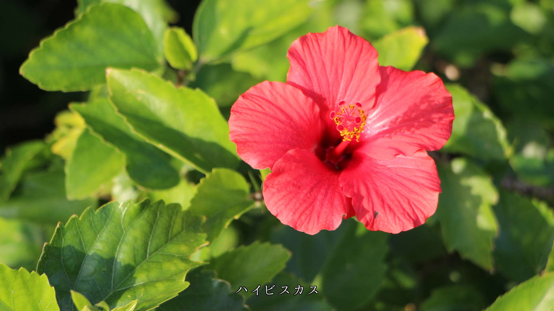 3枚、4枚、5枚、6枚の花弁を持つ花 360度を割り切れる調和の自然美