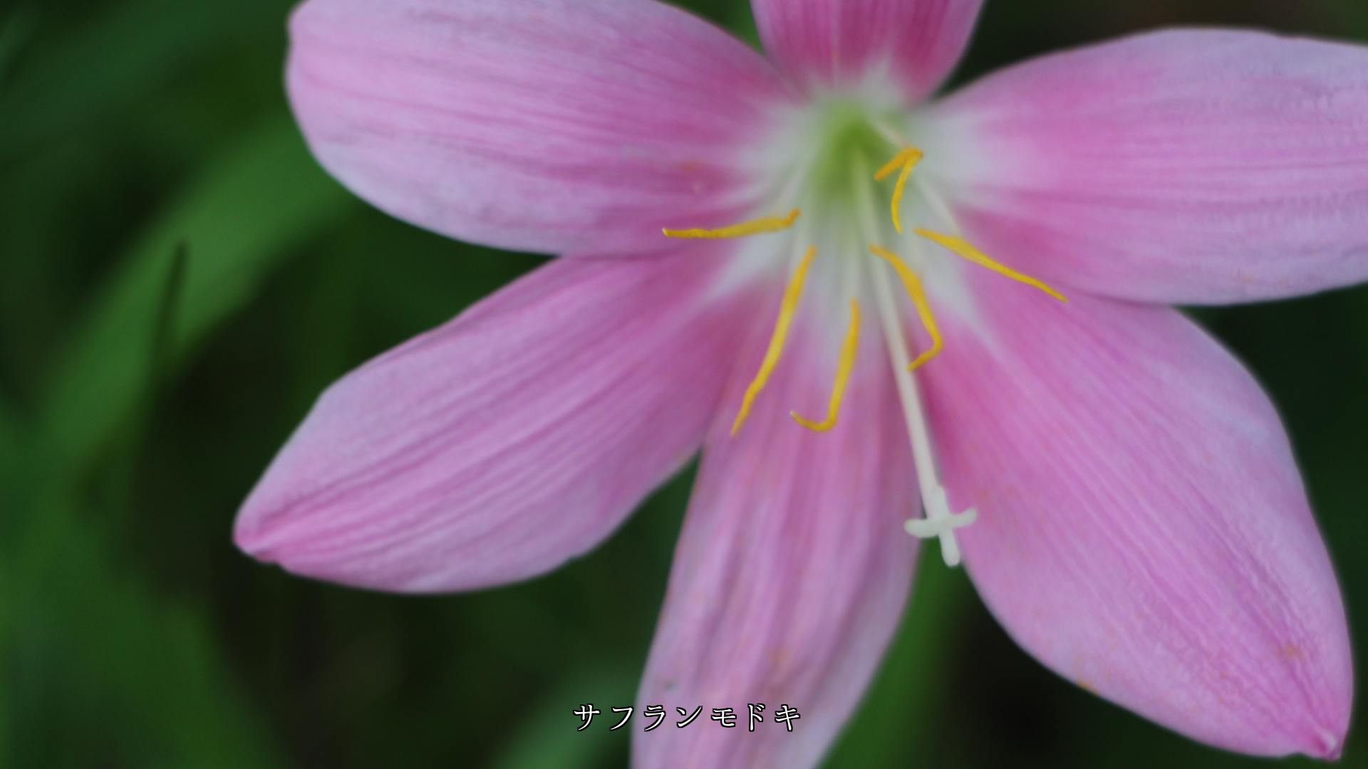 3枚、4枚、5枚、6枚の花弁を持つ花 360度を割り切れる調和の自然美