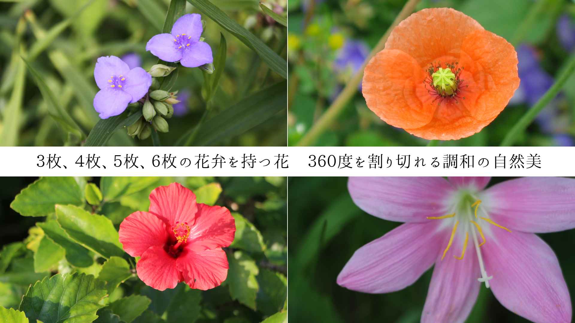 硢硢硢βۤĲ֡٤ڤĴ¤μ