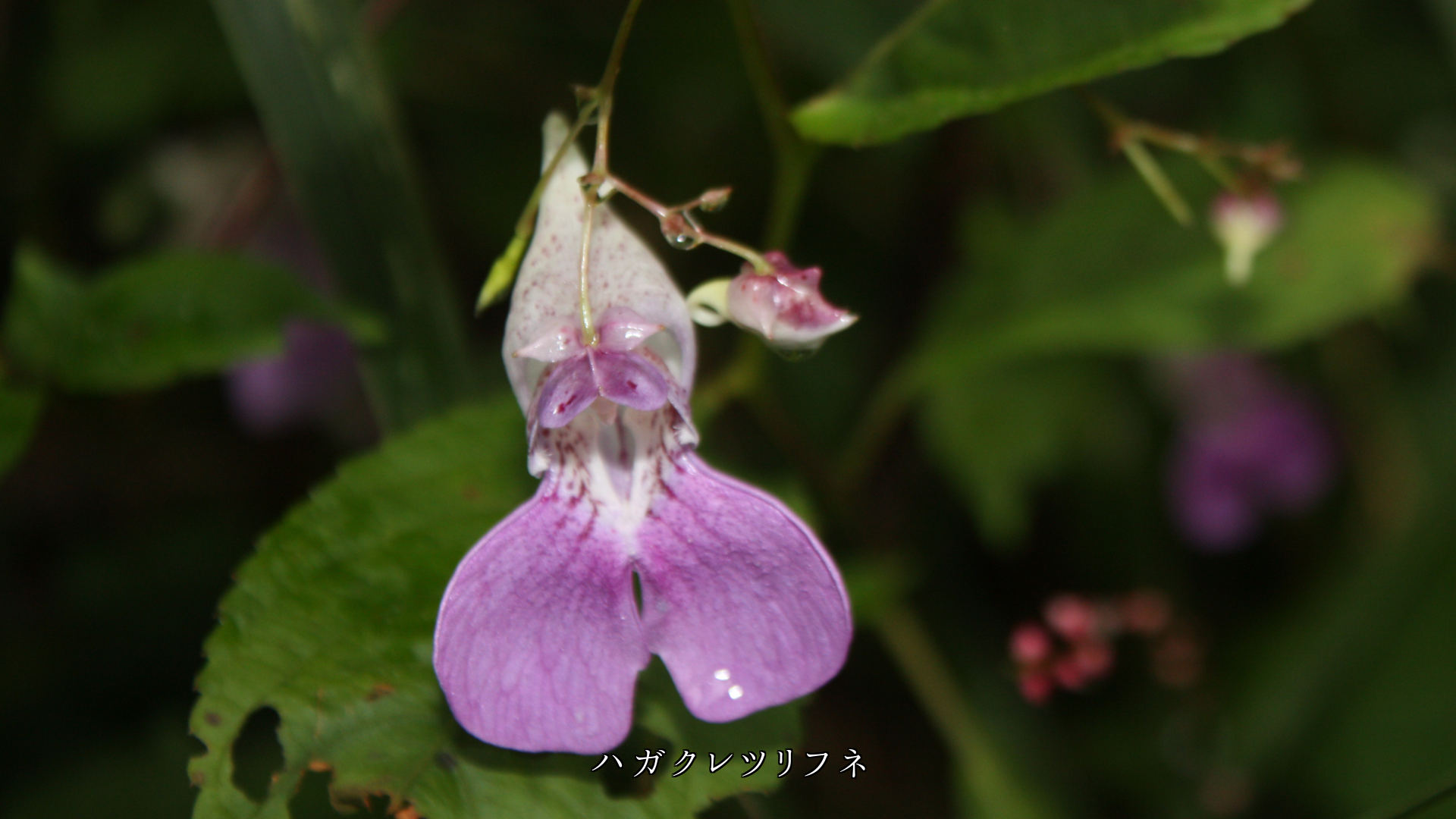ほんのりと淡くて ぬくもりを感じる花びら 初恋に似ている